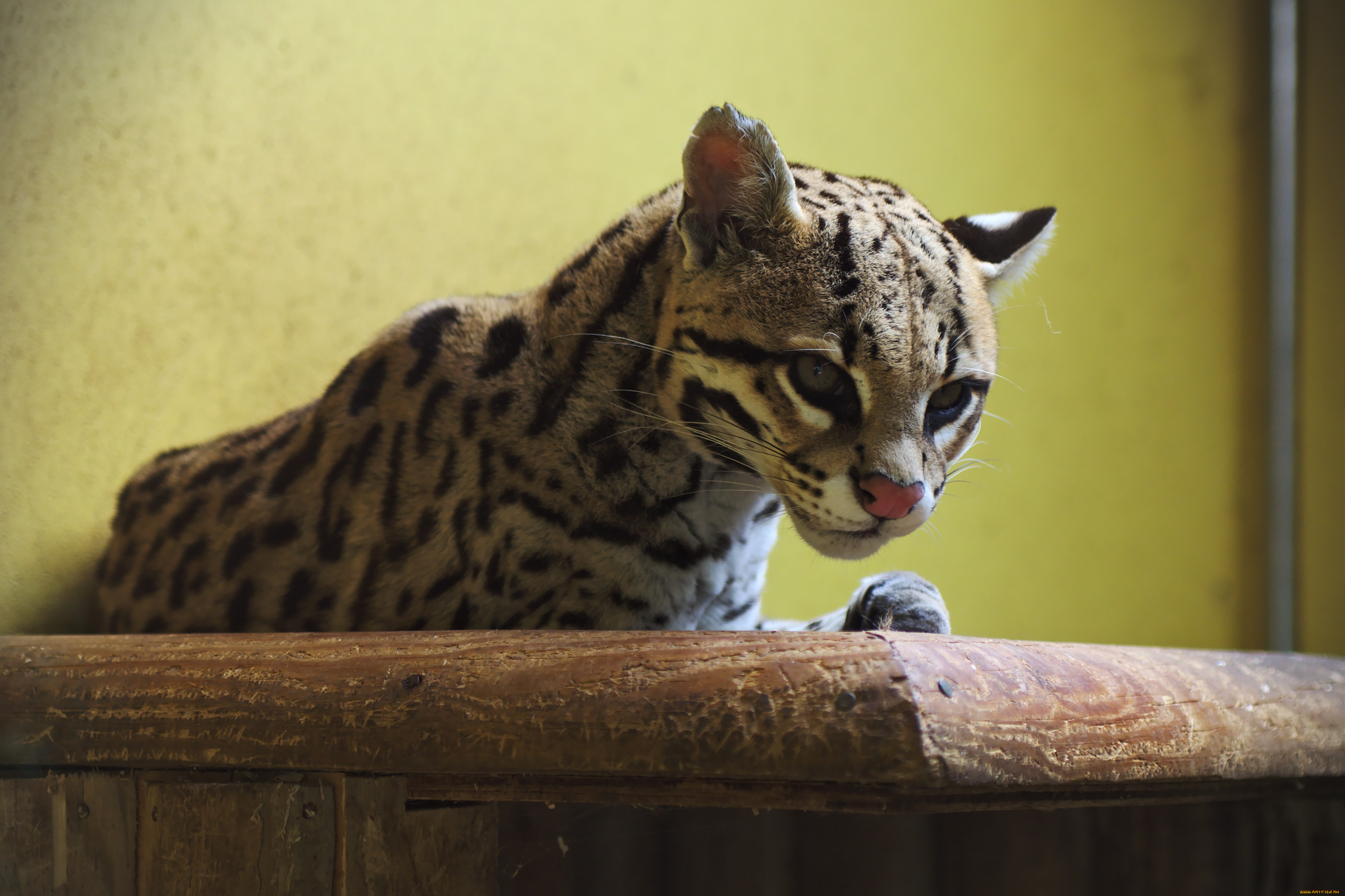 животные, оцелоты, пятна