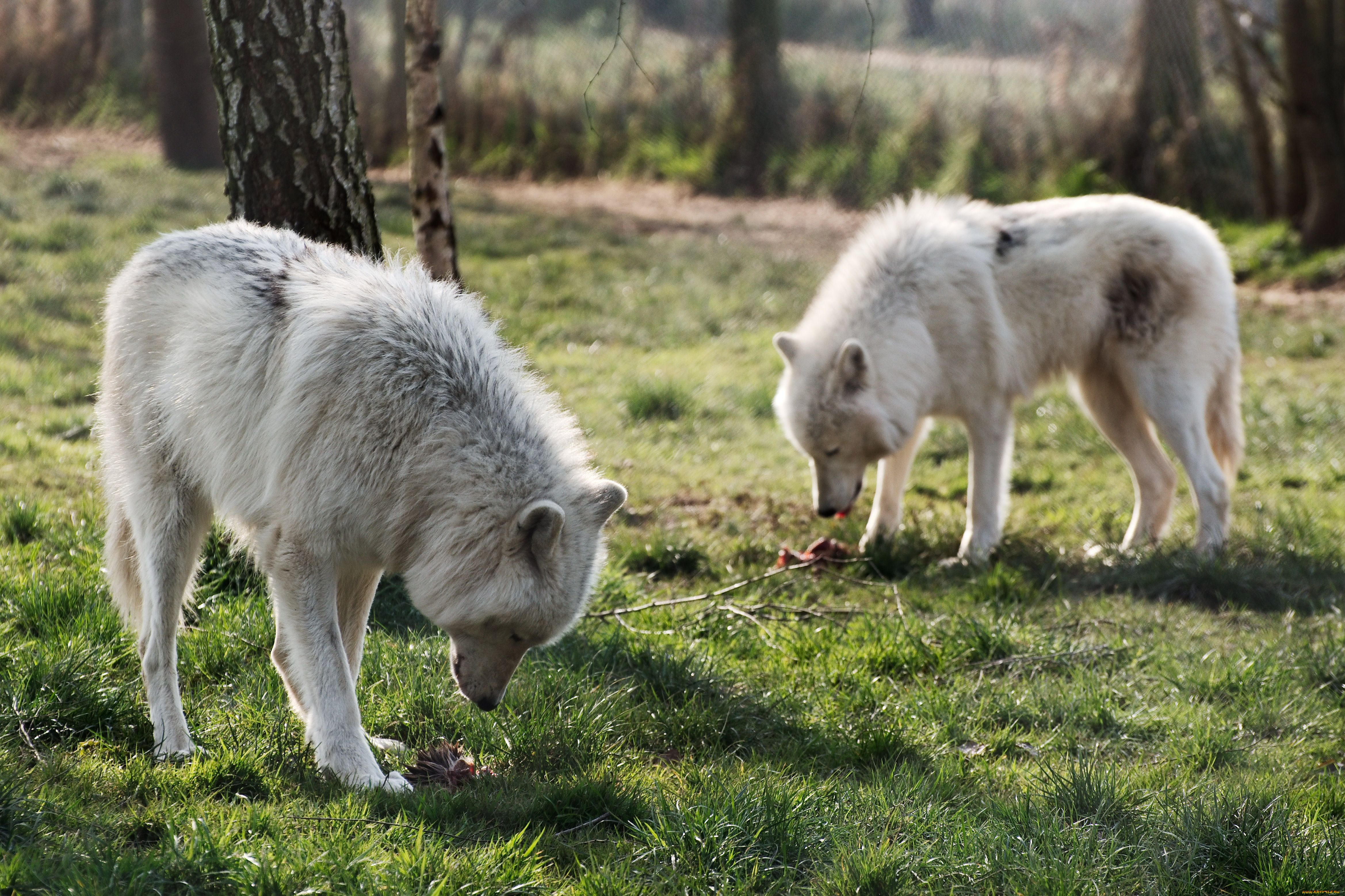 животные, волки, арктический, волк