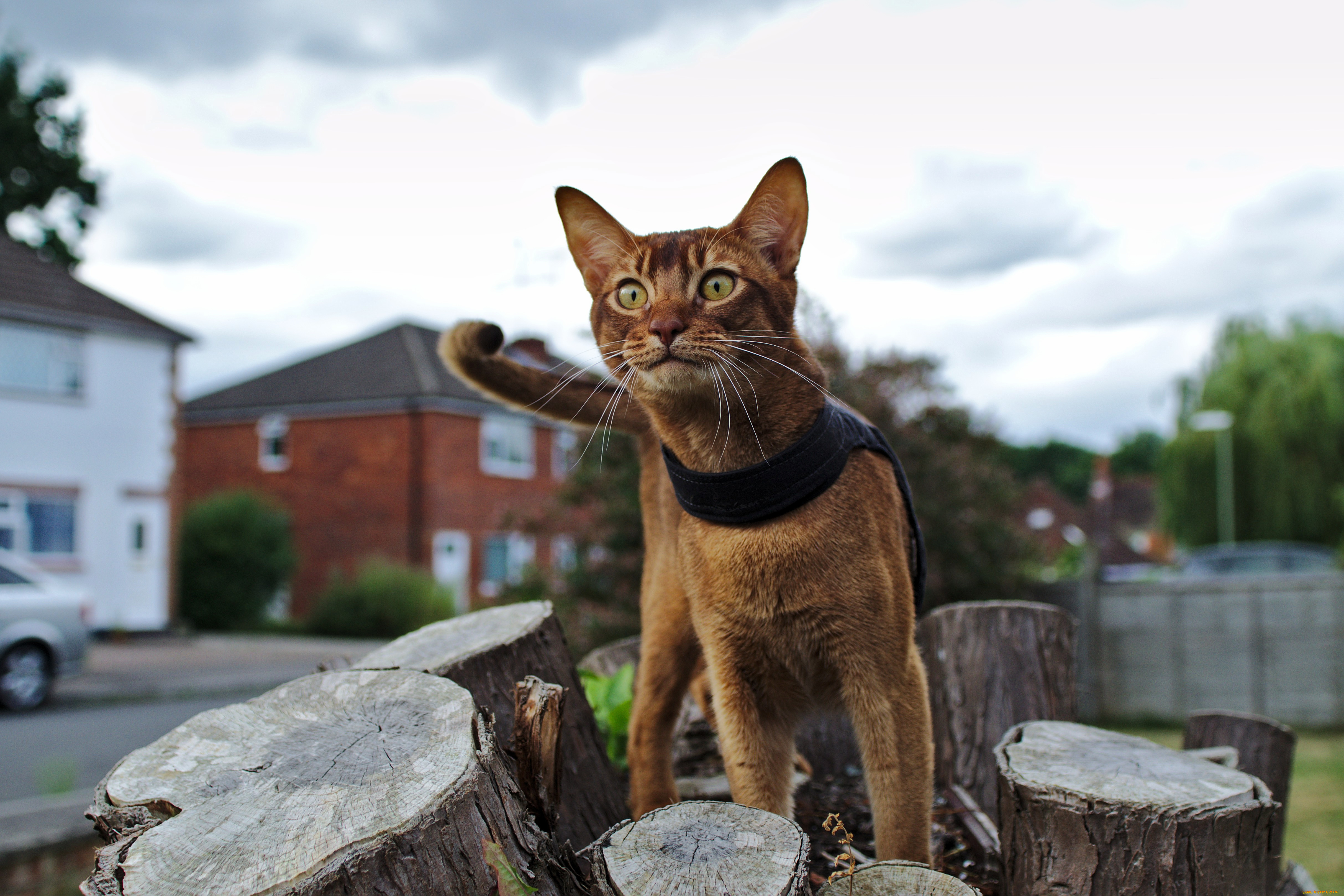 животные, коты, пенек