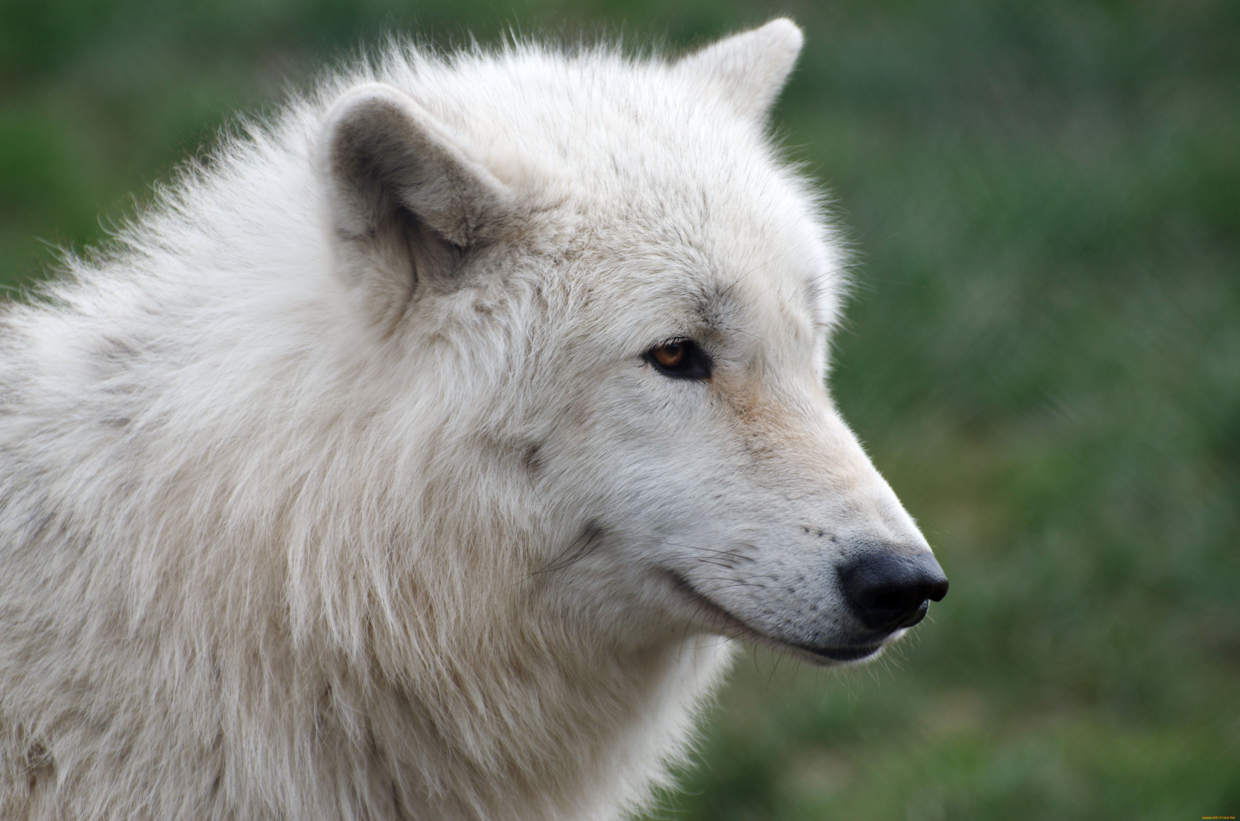 животные, волки, арктический, волк