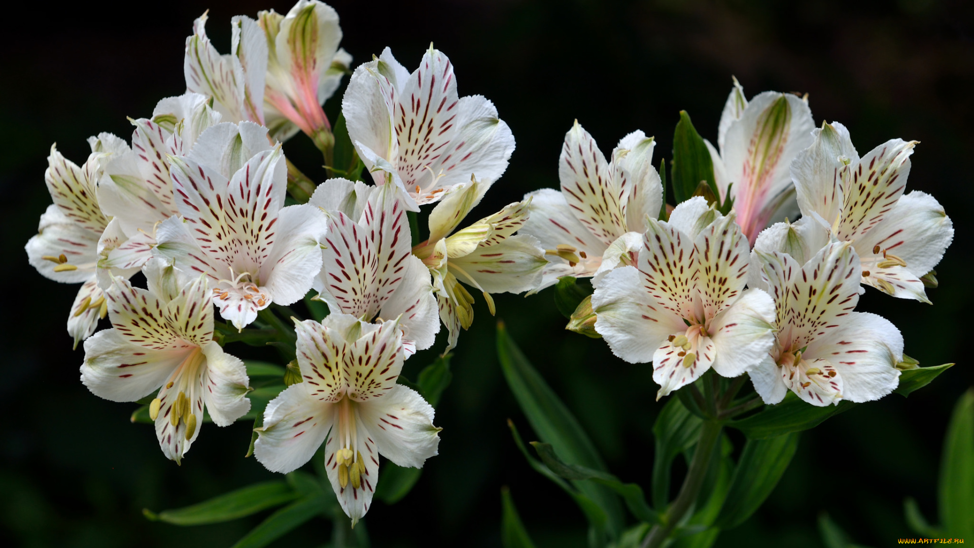 цветы, альстромерия, лепестки, стволы, цветение, белая