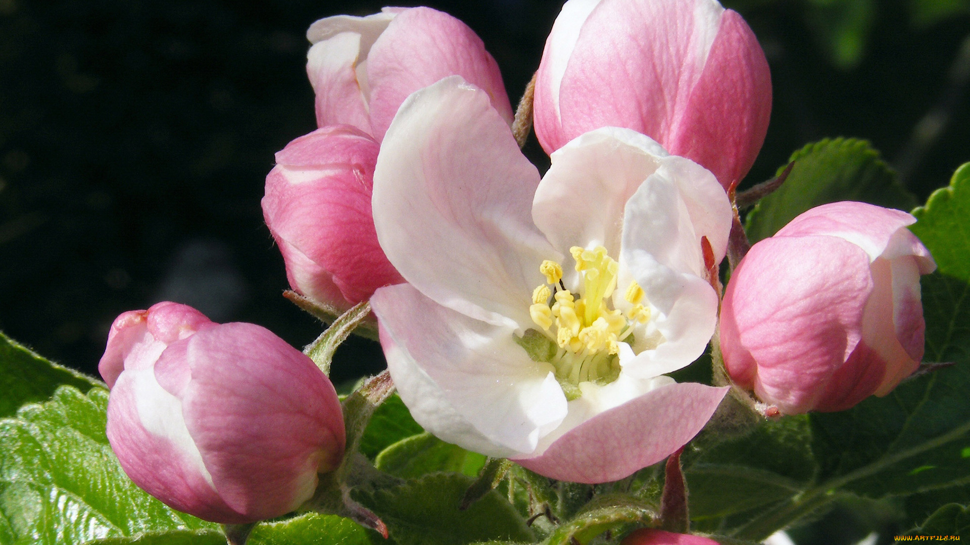 цветы, цветущие, деревья, , , кустарники, яблоня, ветка
