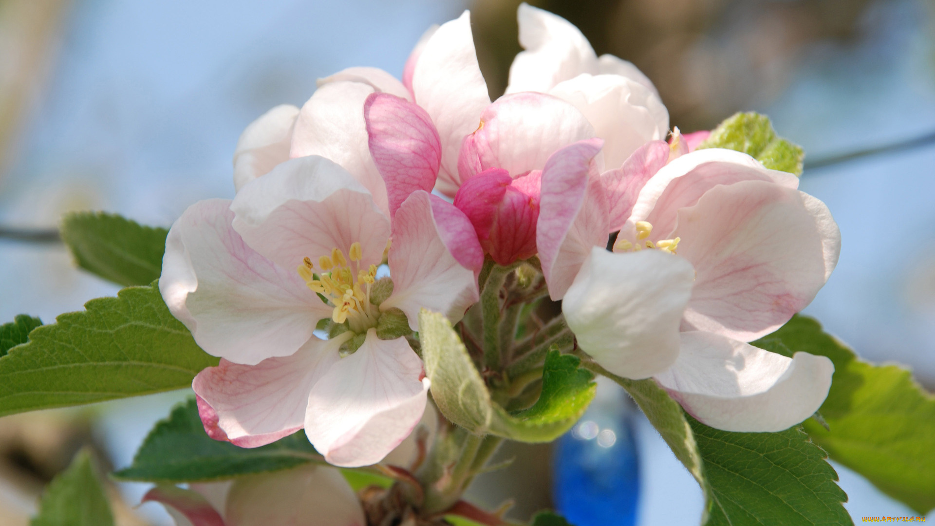 цветы, цветущие, деревья, , , кустарники, яблоня, ветка