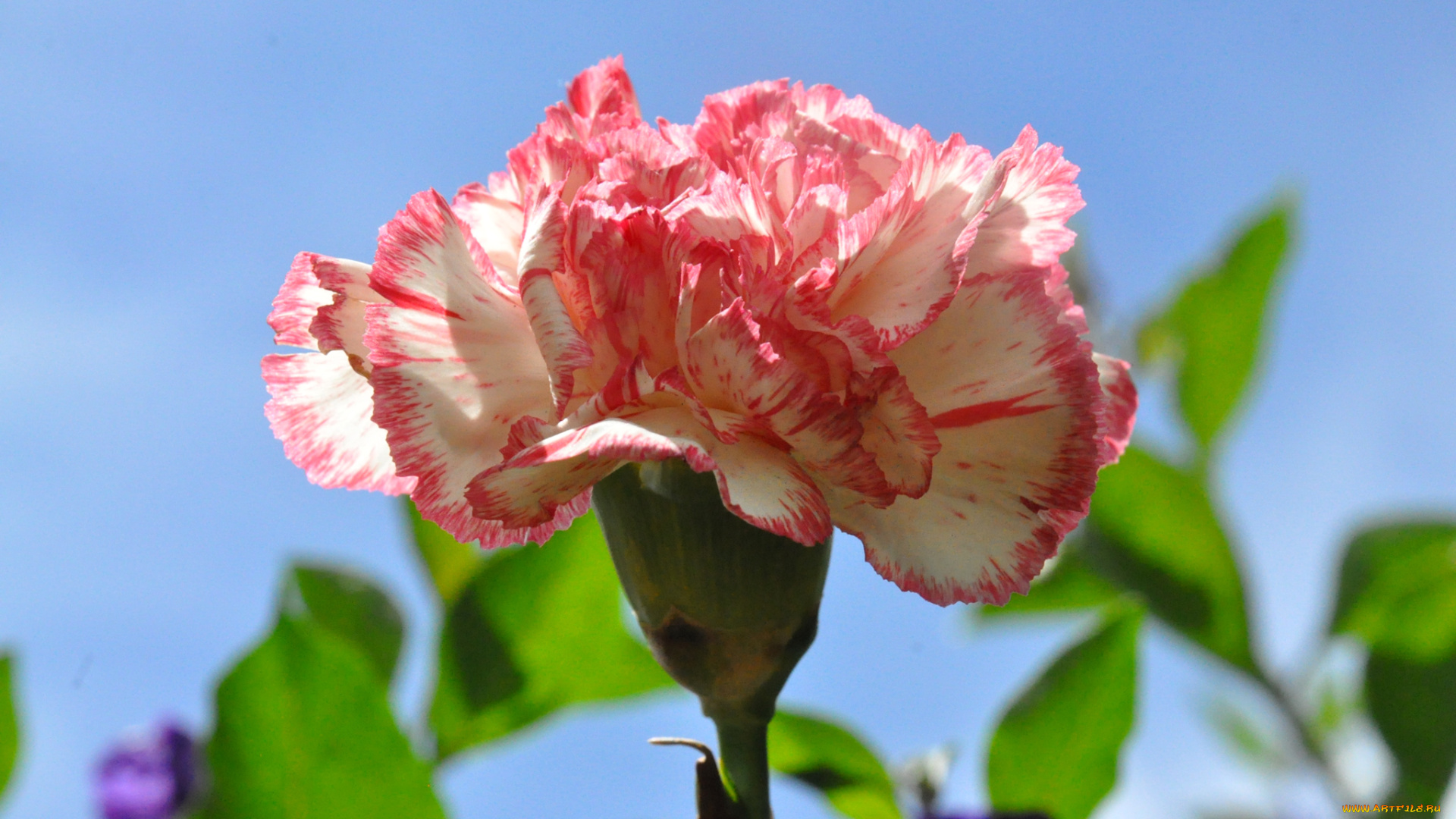 цветы, гвоздики, небо, природа, макро, лепестки, гвоздика