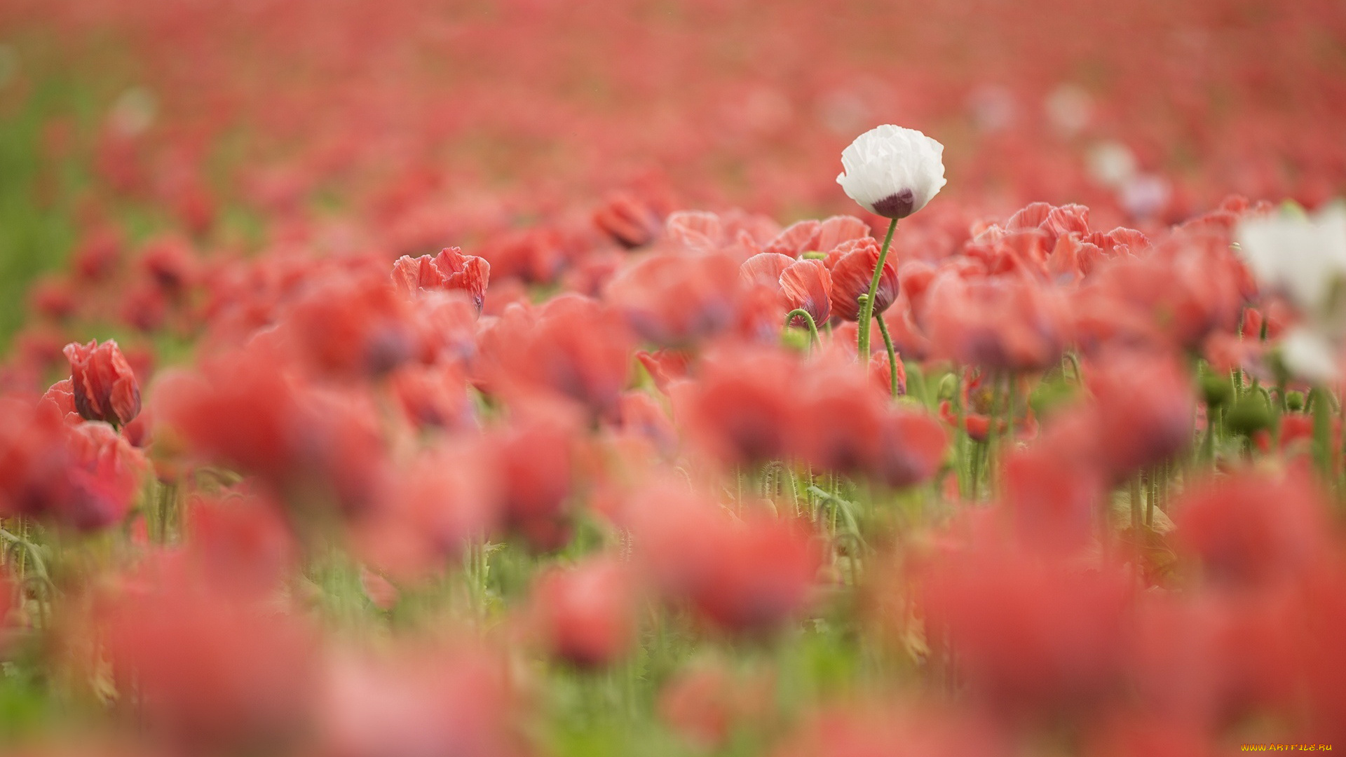 цветы, маки, поле, лето, белый, красные