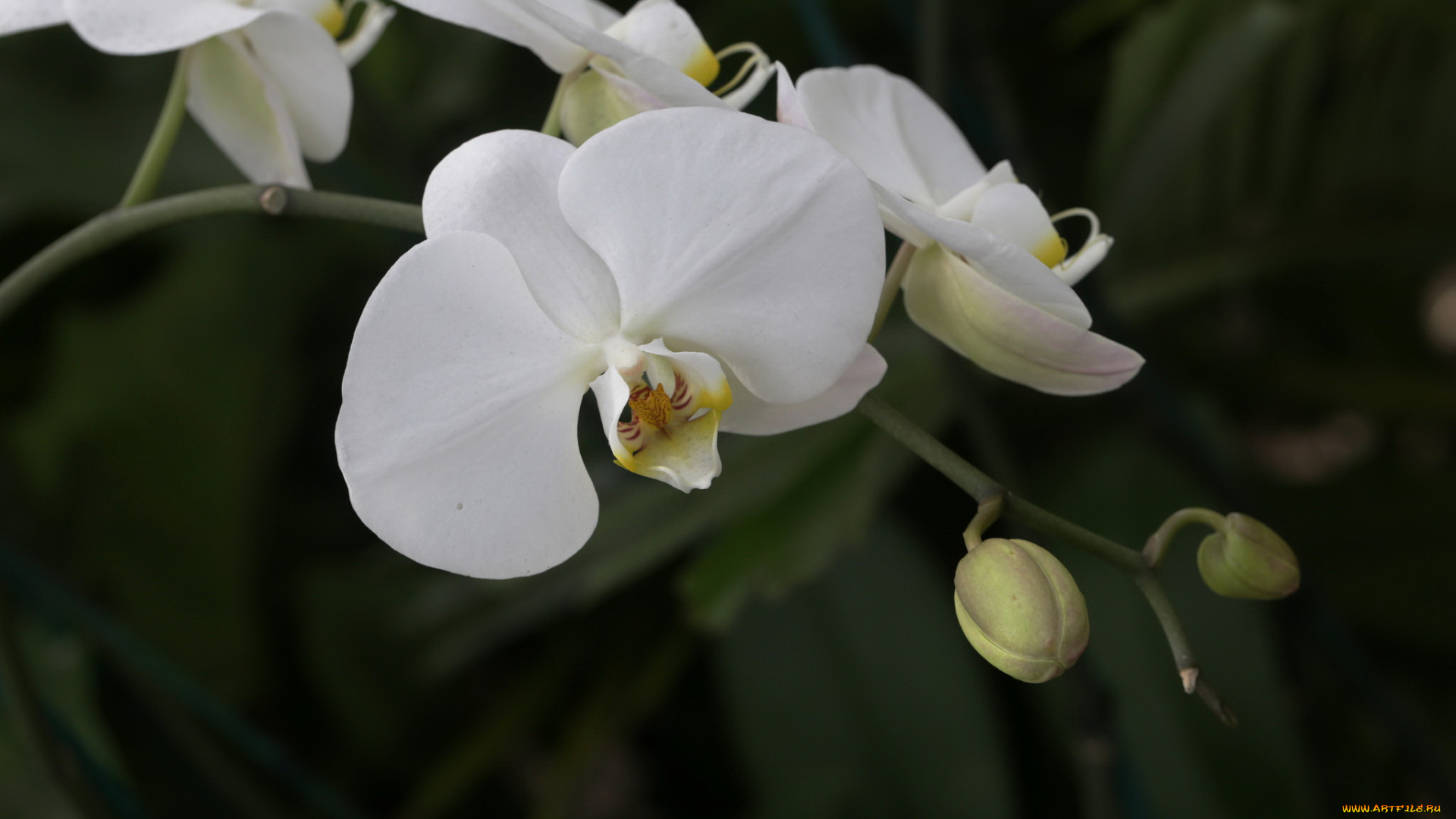 цветы, орхидеи, цветение, лепестки, цветки, фиолетовая, орхидея