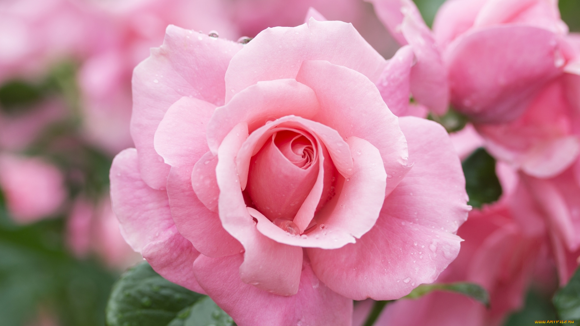 цветы, розы, красавица, розовый, роза