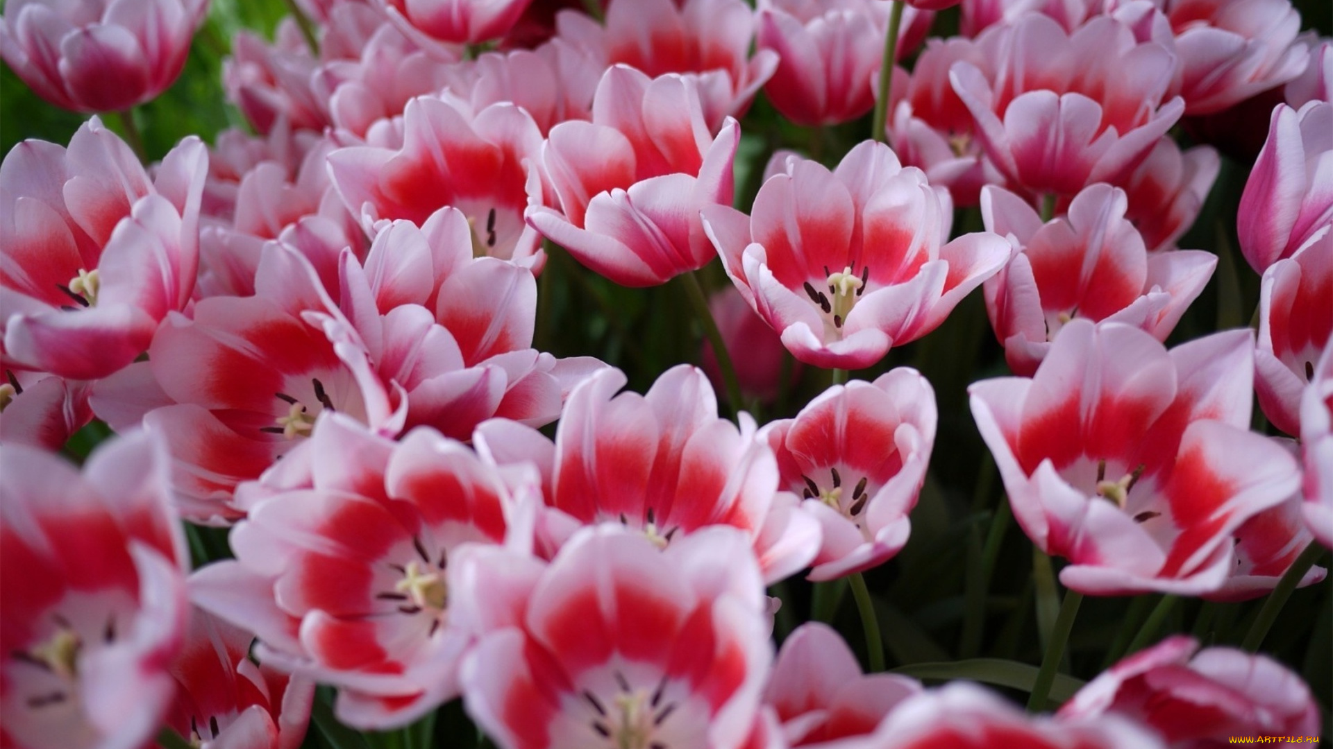 цветы, тюльпаны, бутоны