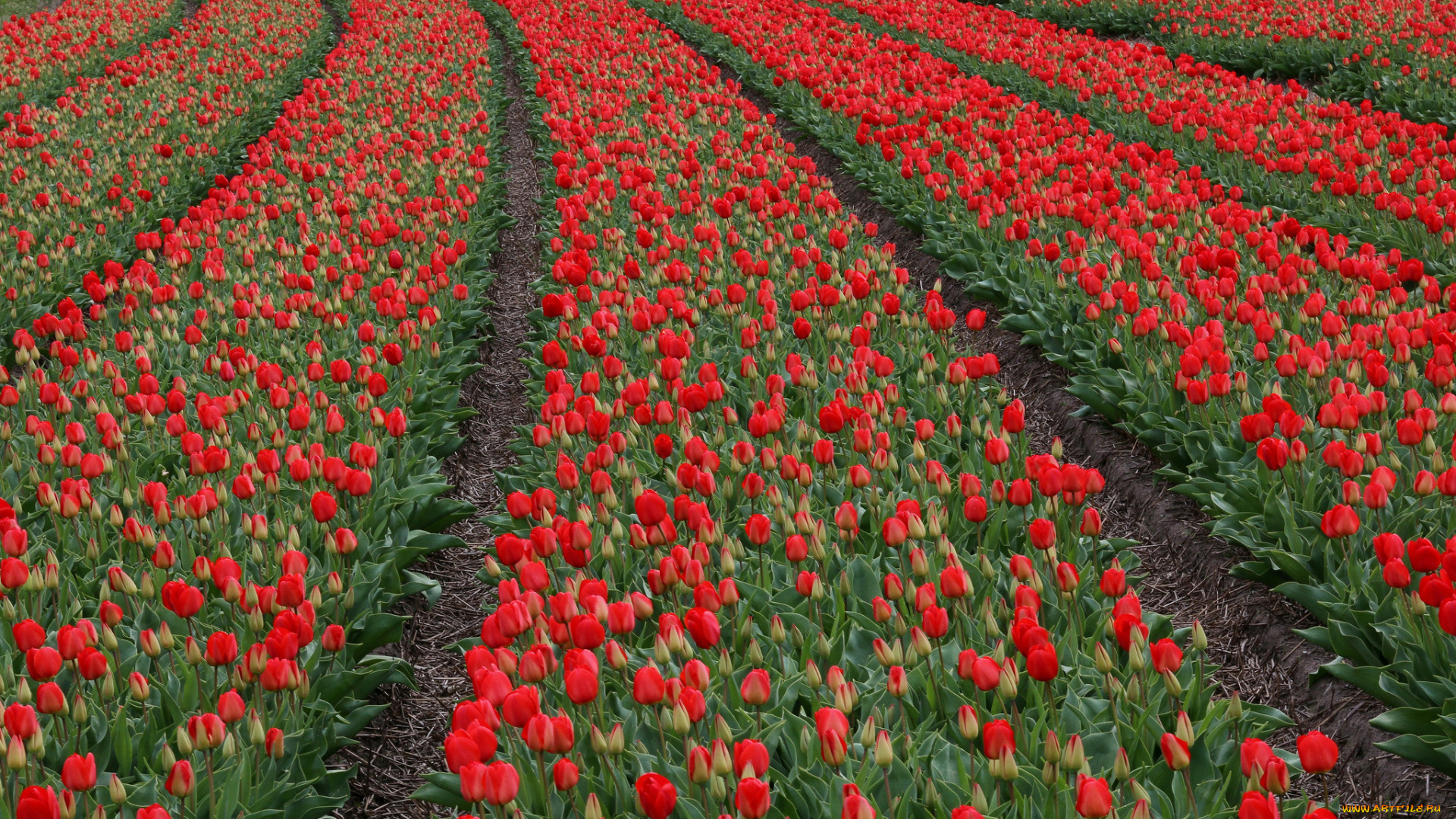 цветы, тюльпаны, цветение, бутоны, красные, поле, много