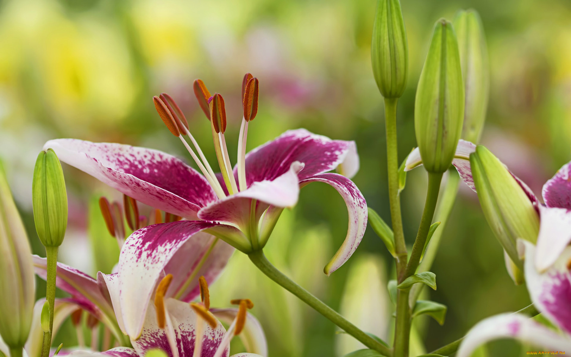 цветы, лилии, , лилейники, лепестки
