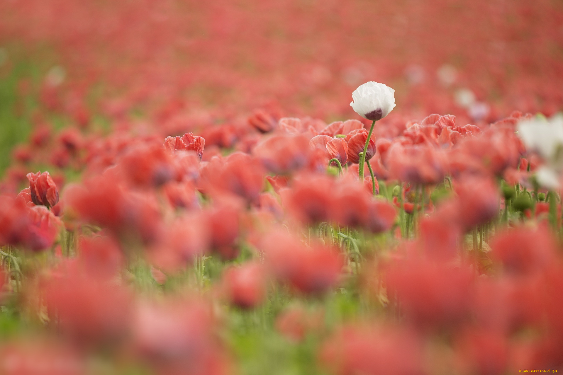 цветы, маки, поле, лето, белый, красные