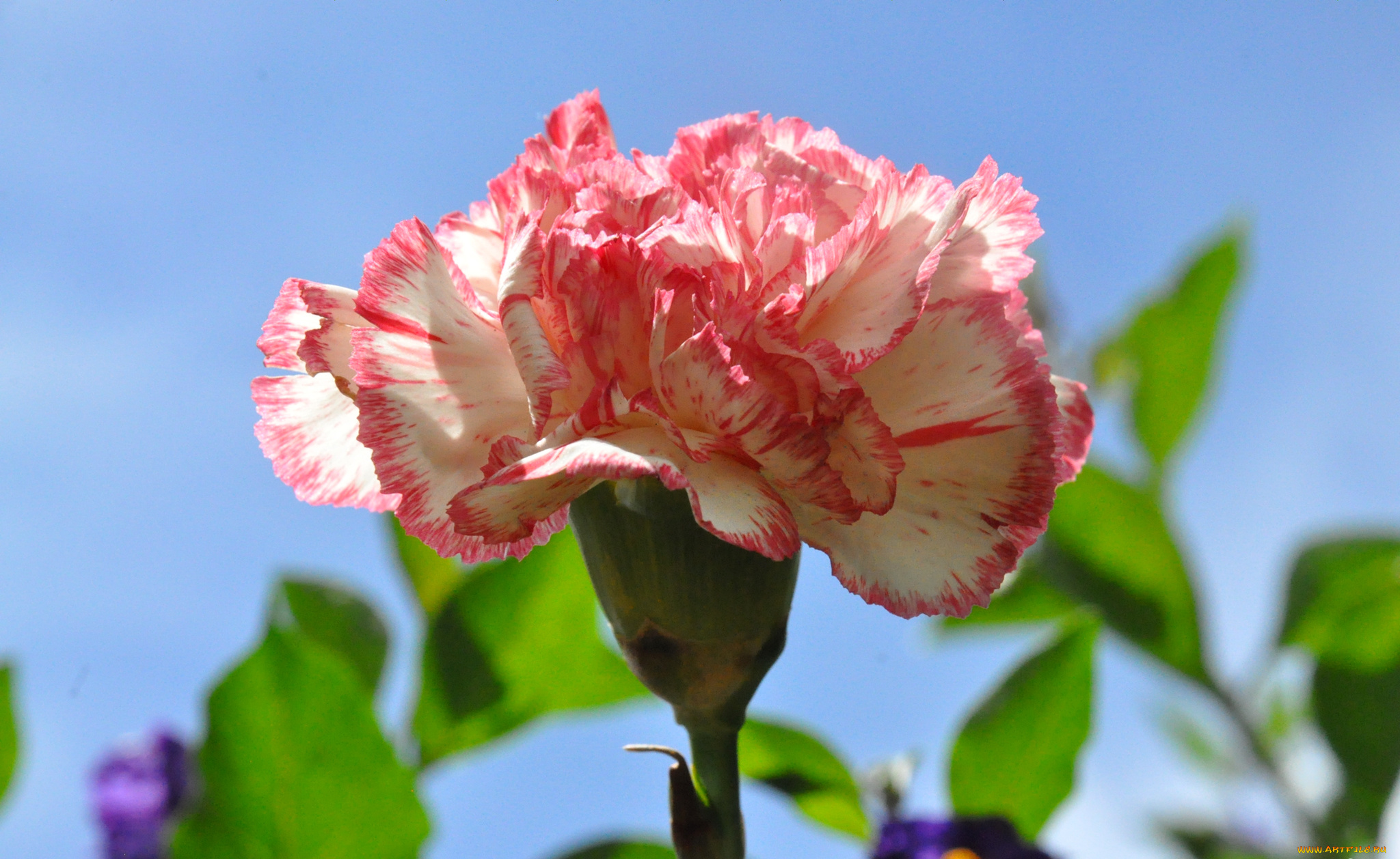 цветы, гвоздики, небо, природа, макро, лепестки, гвоздика