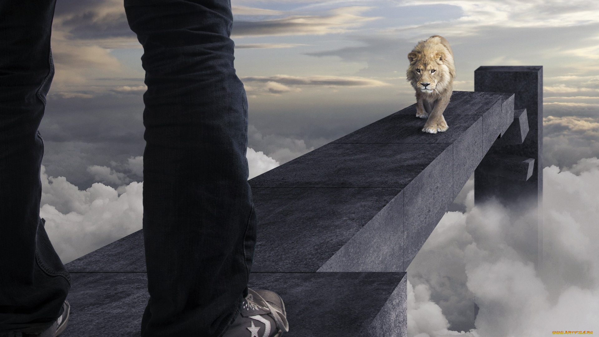 юмор, и, приколы, лев, зверь, человек