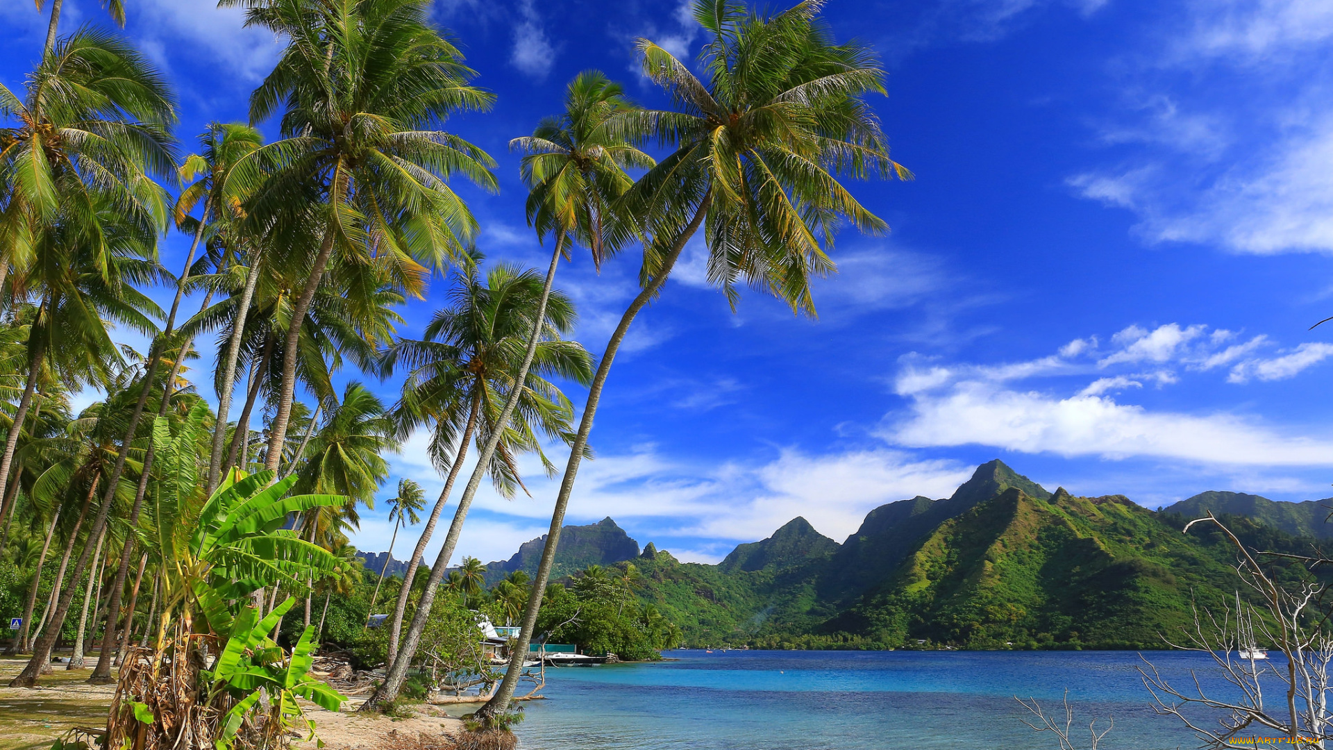 moorea, природа, тропики, курорт