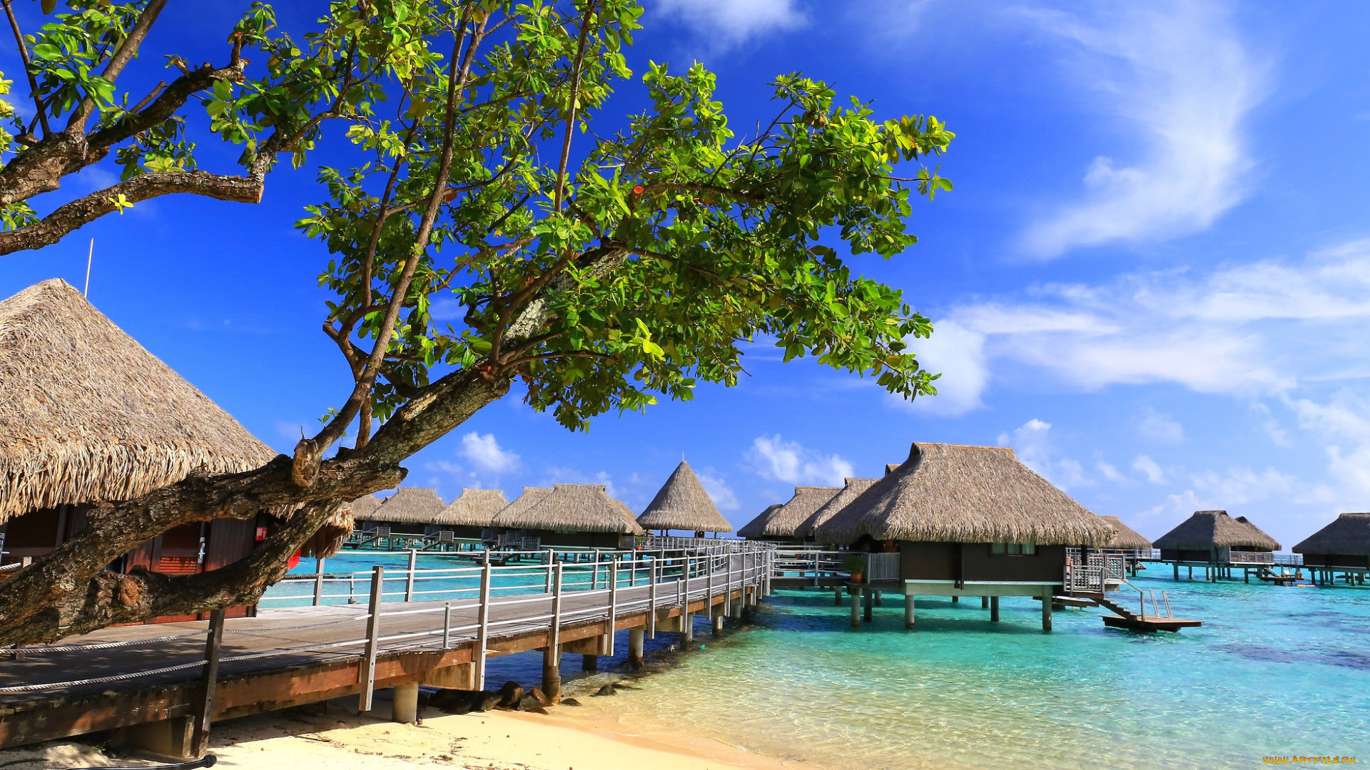 moorea, природа, тропики, курорт