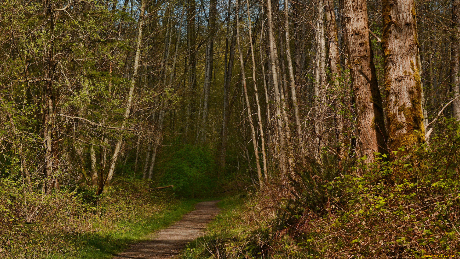 природа, дороги, тракт