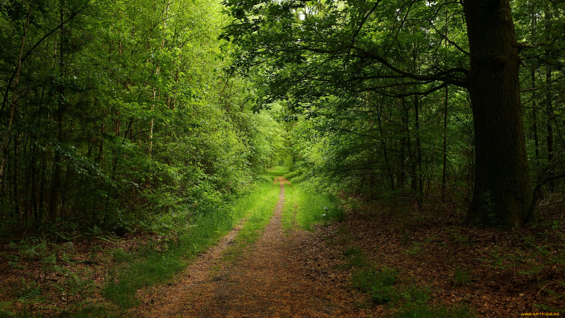 природа, дороги, тракт