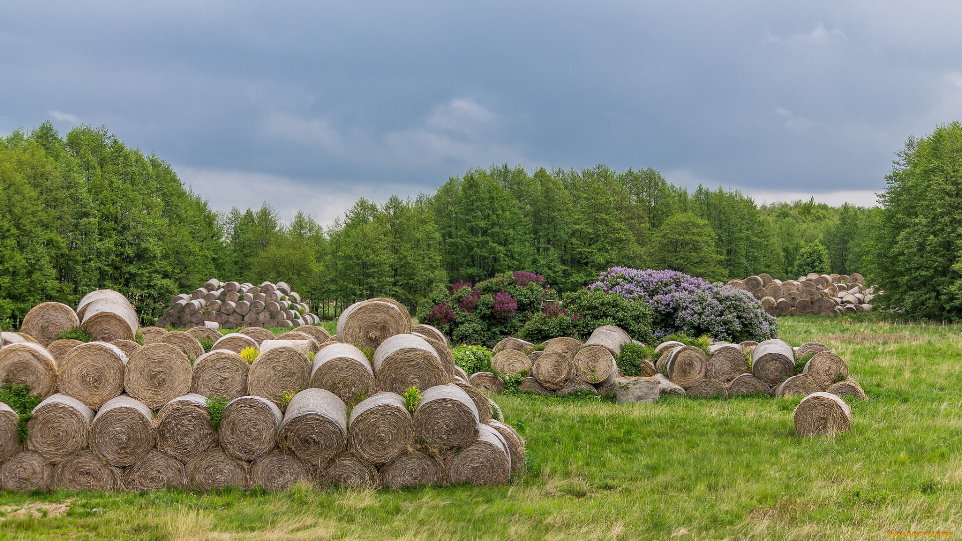 природа, поля, стога