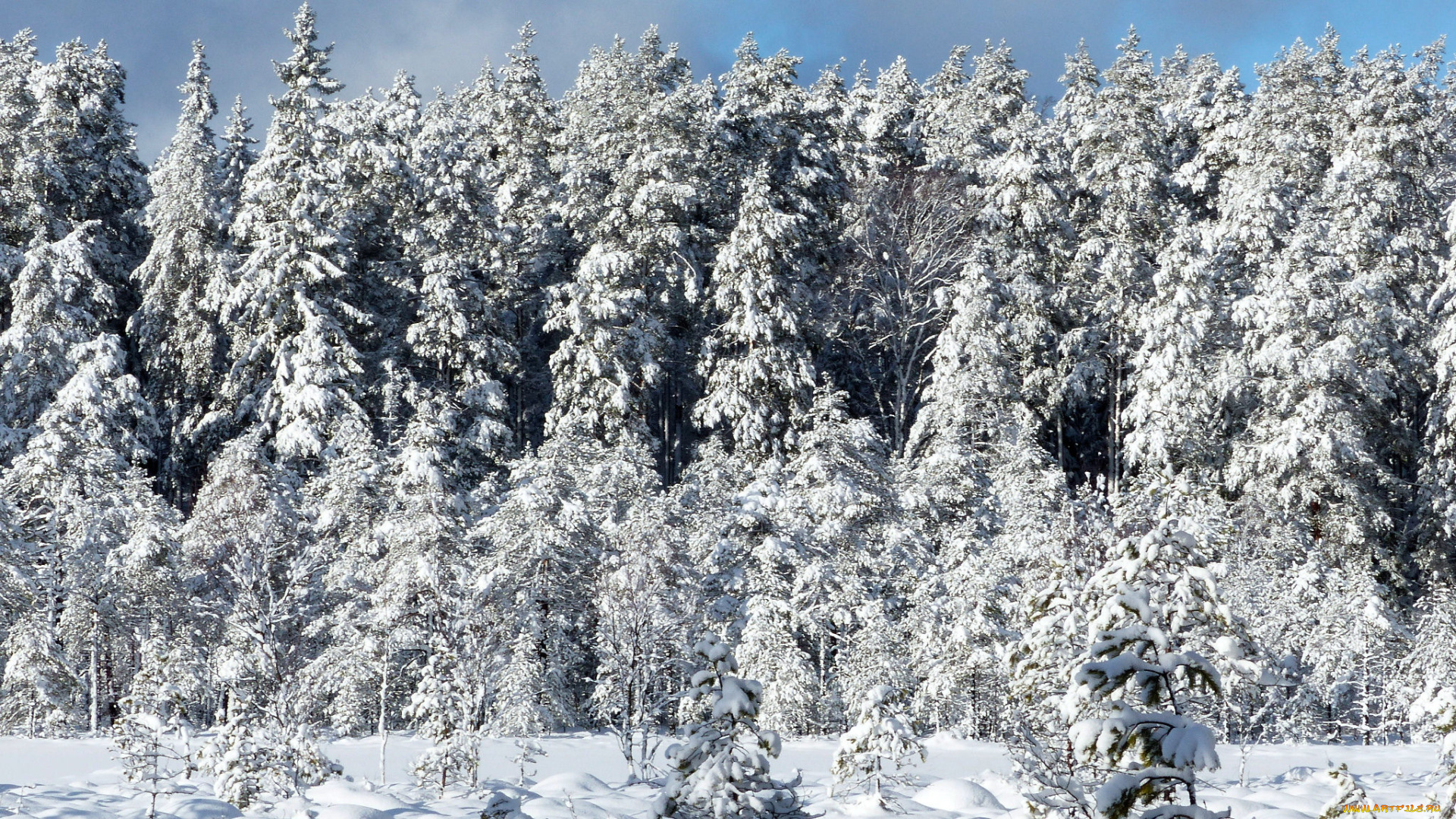 природа, зима, снег