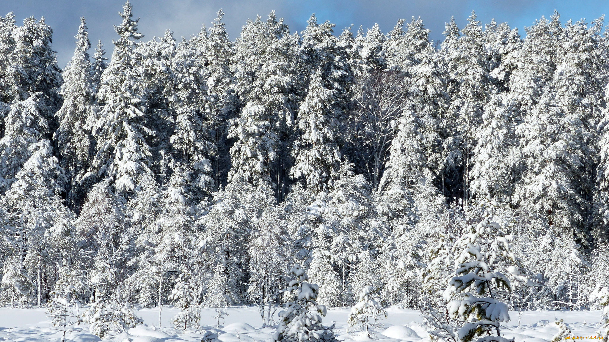 природа, зима, снег