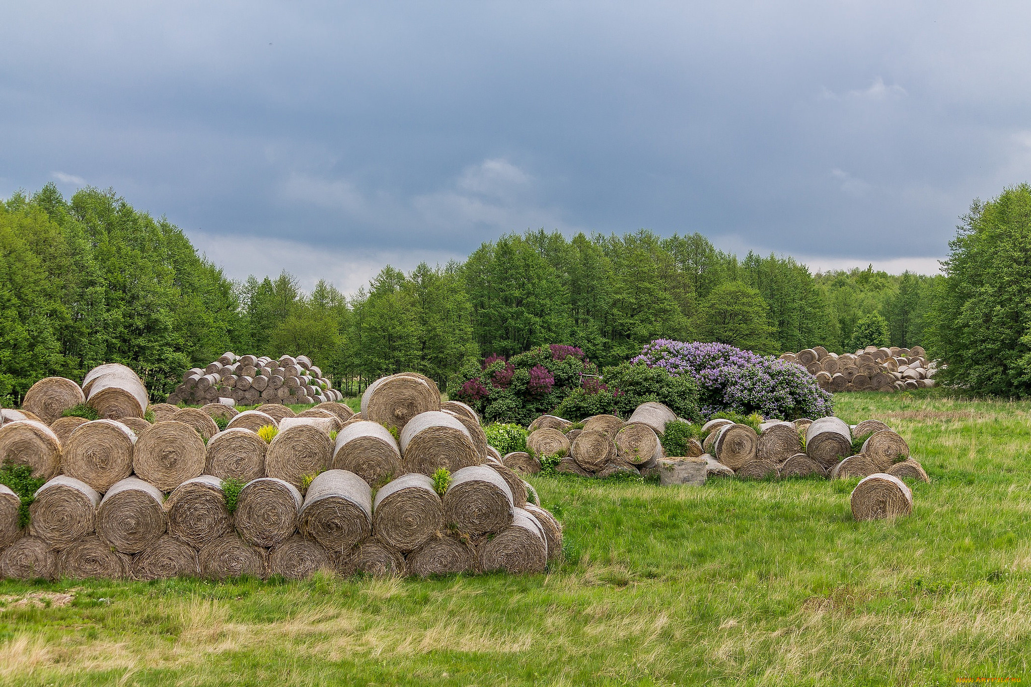 природа, поля, стога