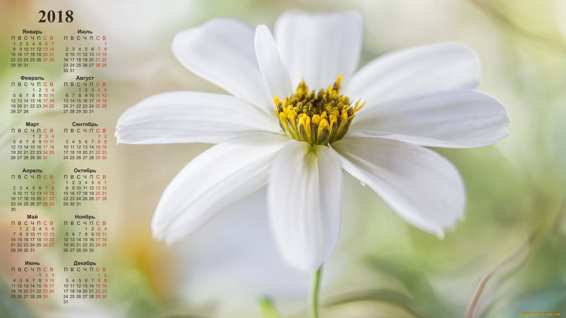 календари, цветы, белый, цвет