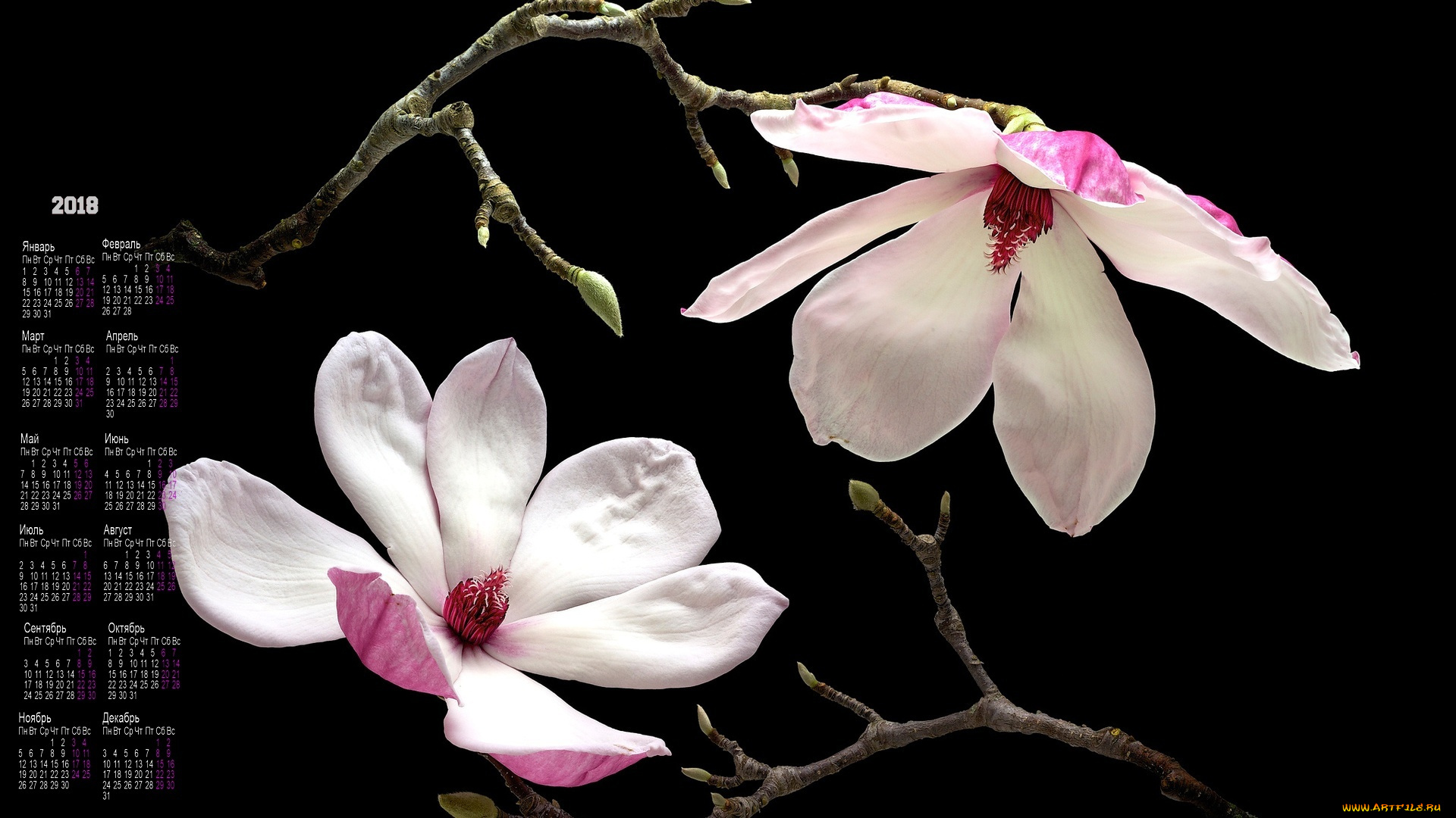 календари, цветы, черный, фон, белый, цвет