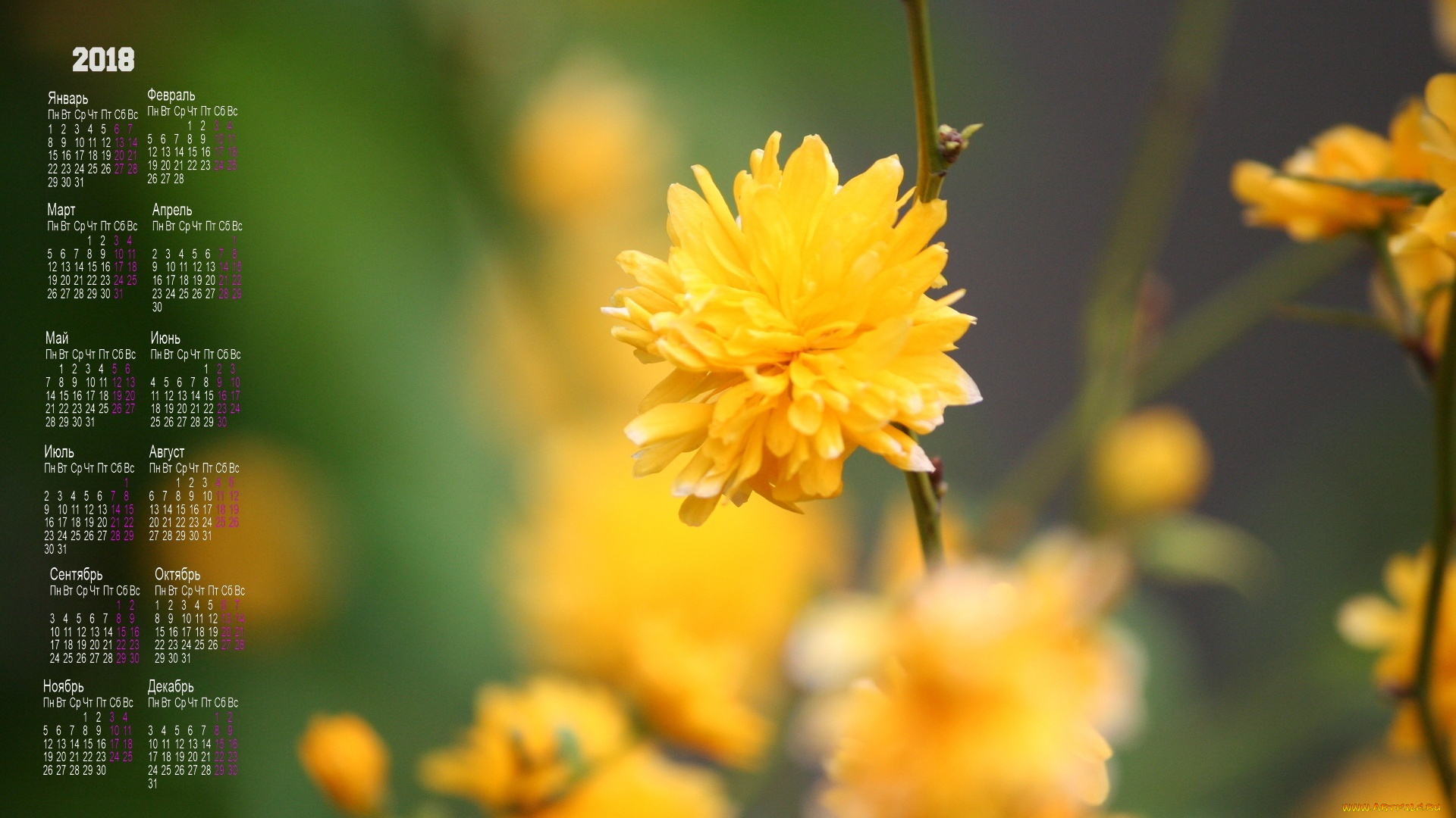 календари, цветы, желтый, цвет