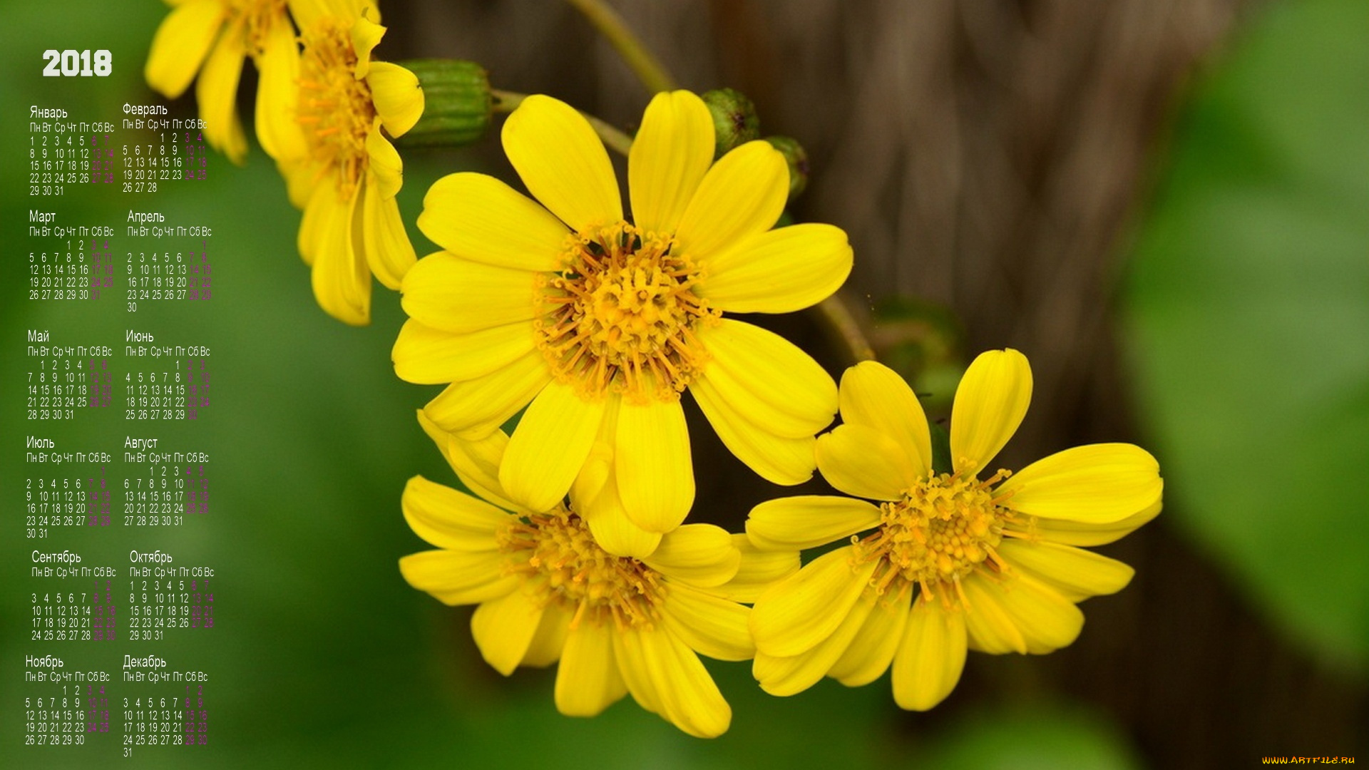 календари, цветы, желтый, цвет