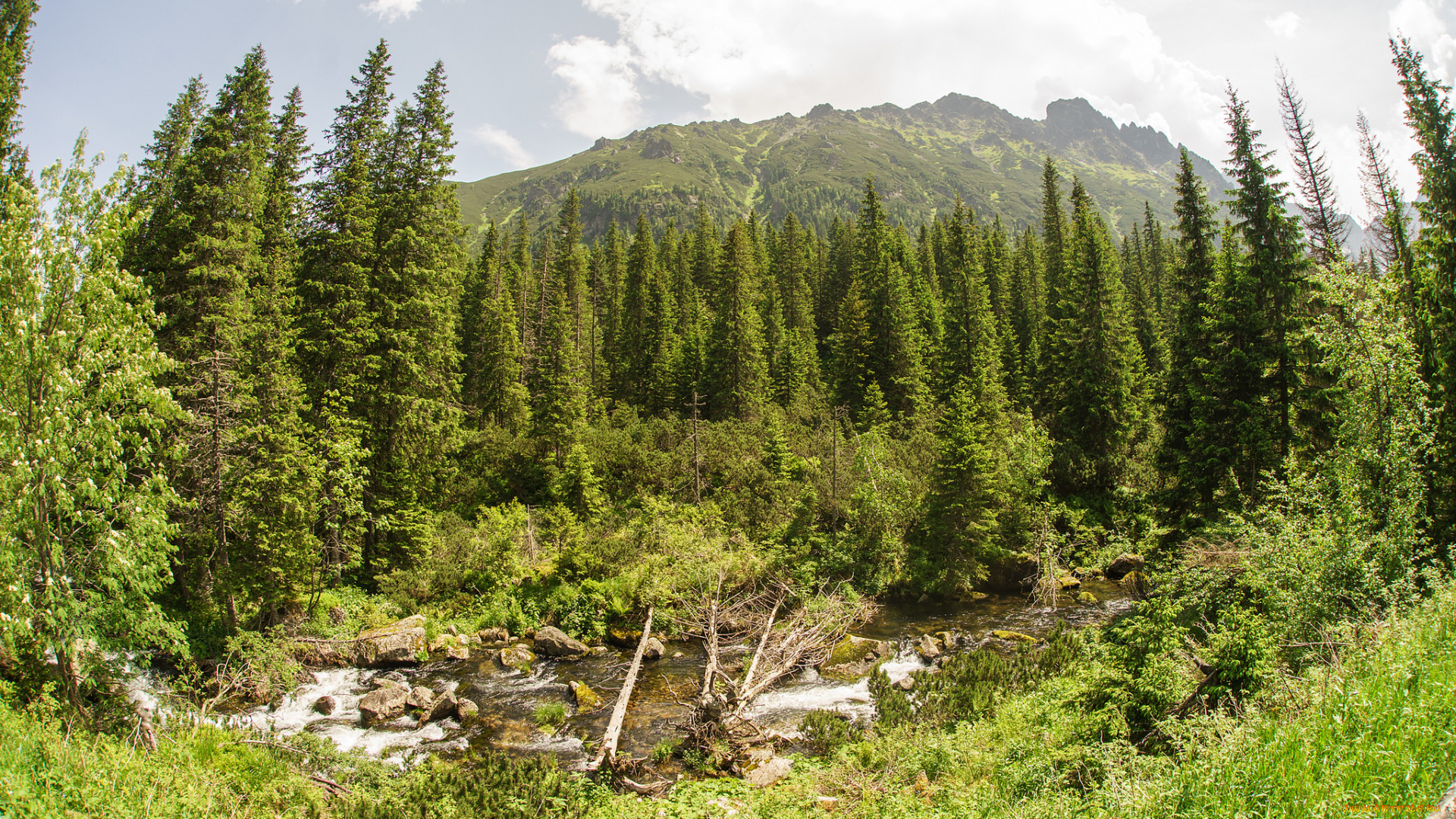 природа, лес, простор