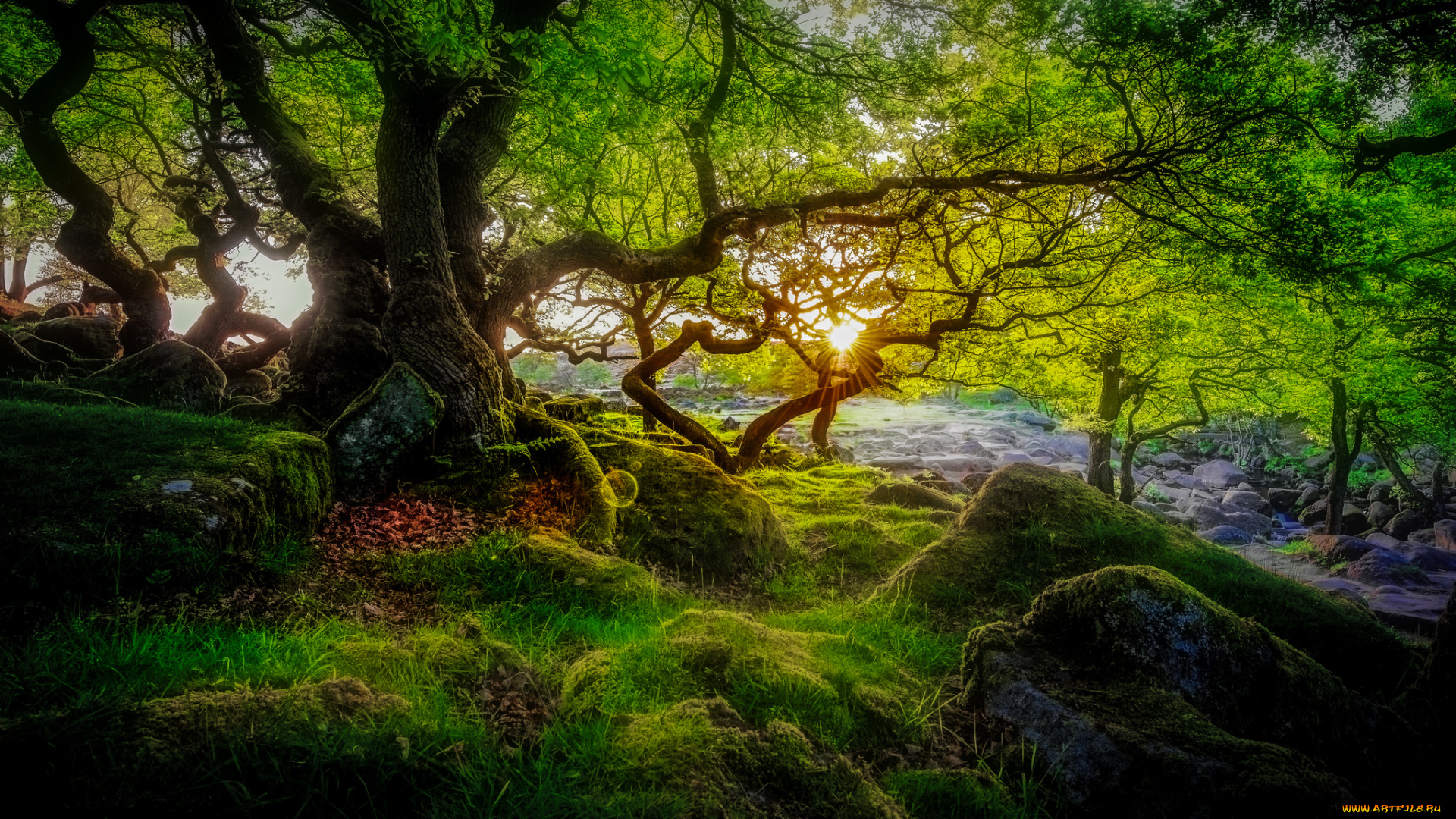 природа, лес, простор