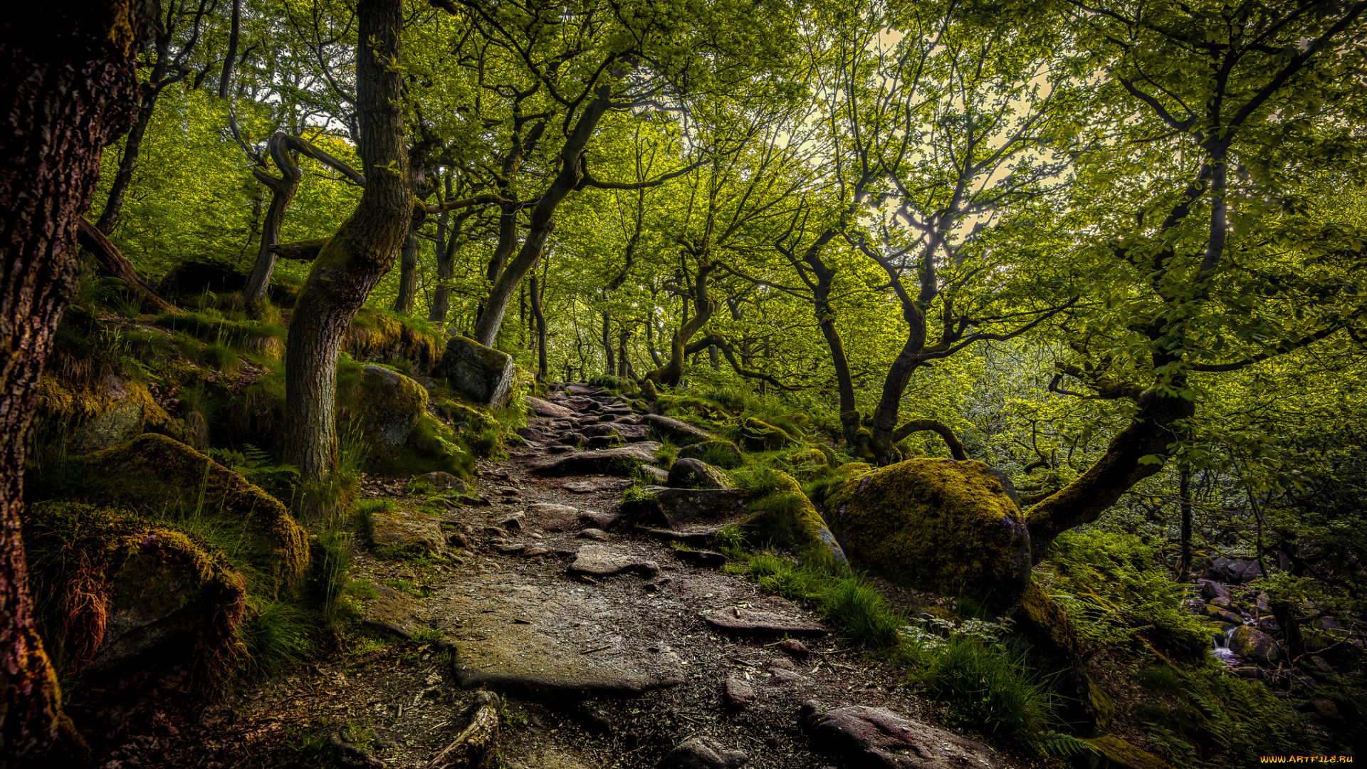 природа, лес, простор