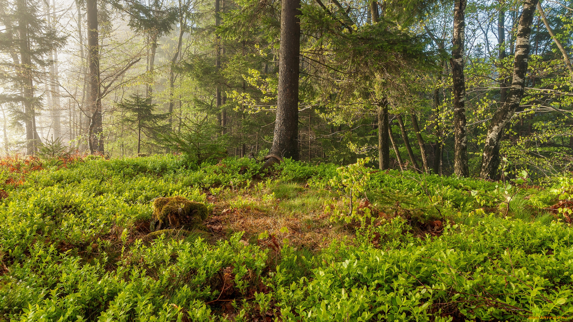 природа, лес, простор