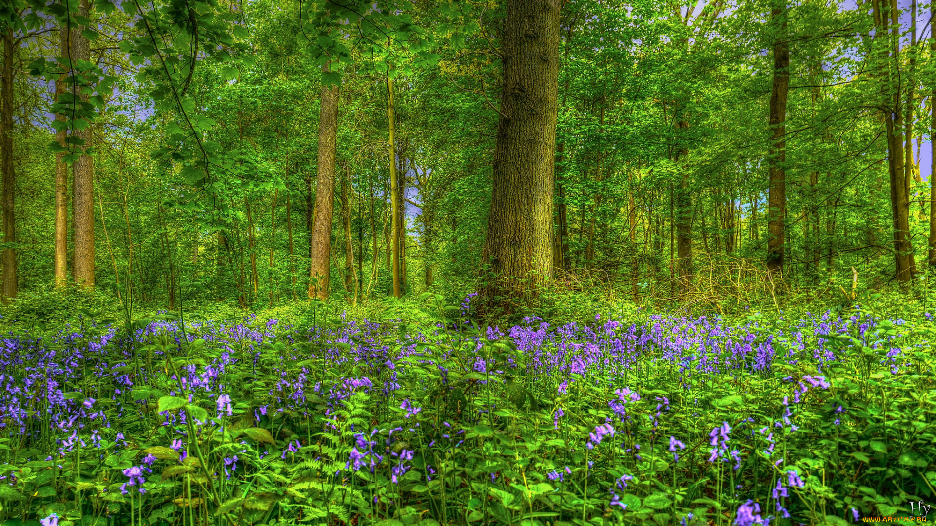 природа, лес, простор