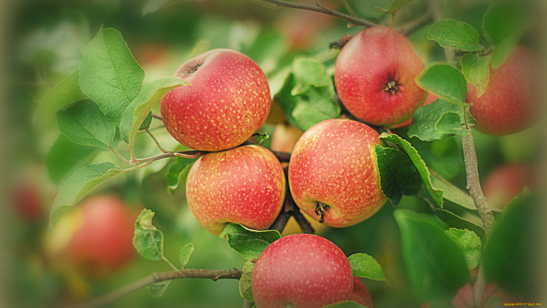 природа, плоды, яблоки