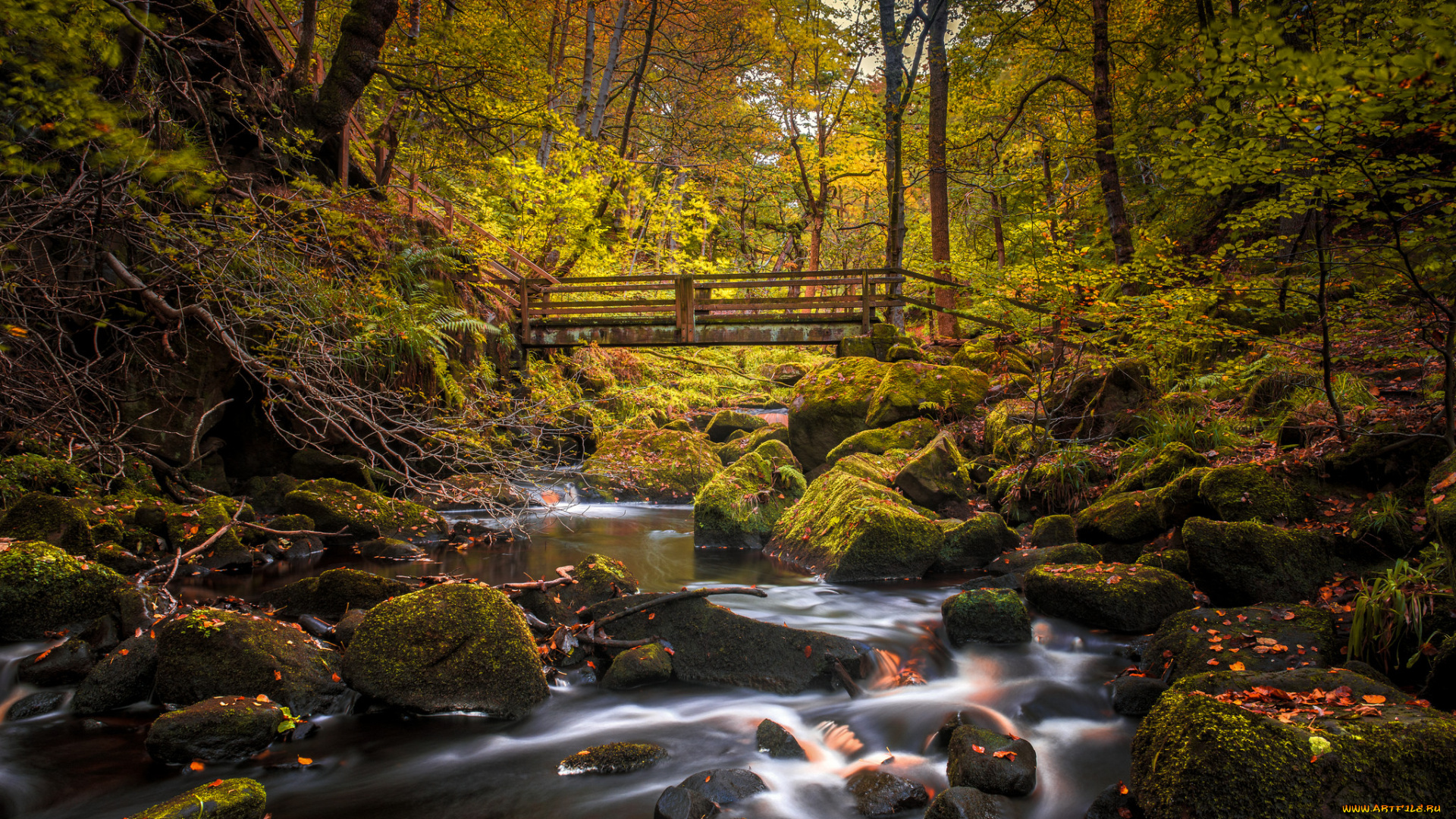 природа, реки, озера, река, лес