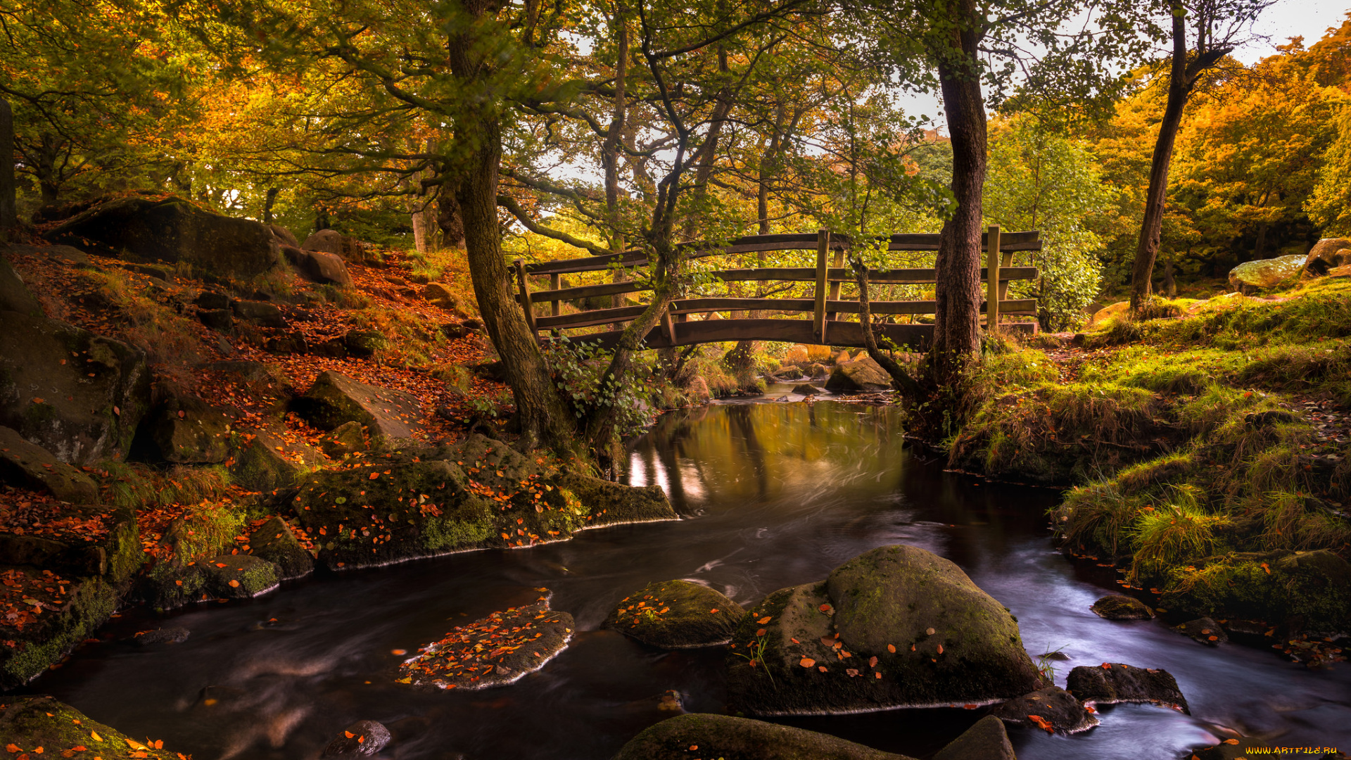 природа, реки, озера, река, лес