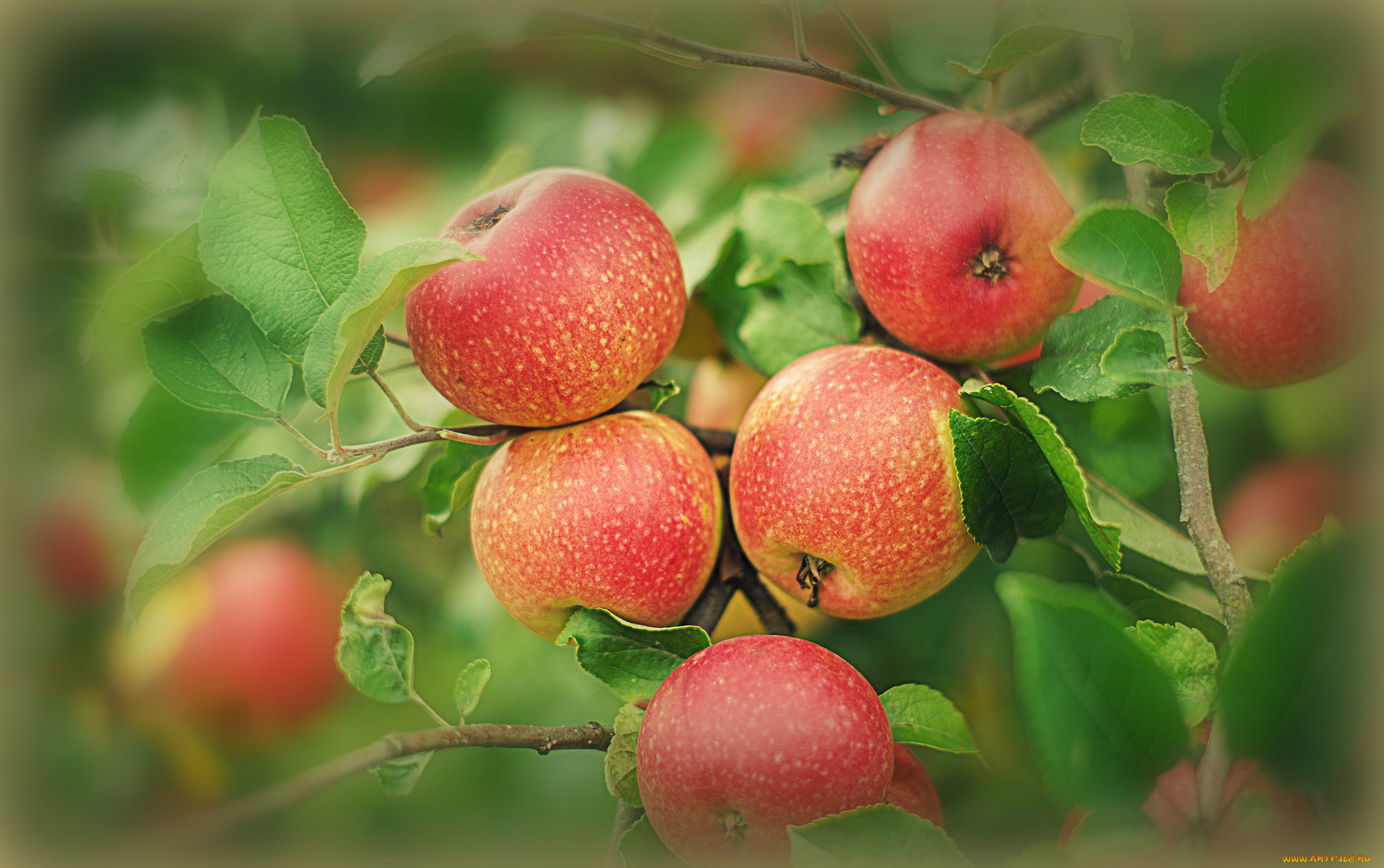 природа, плоды, яблоки