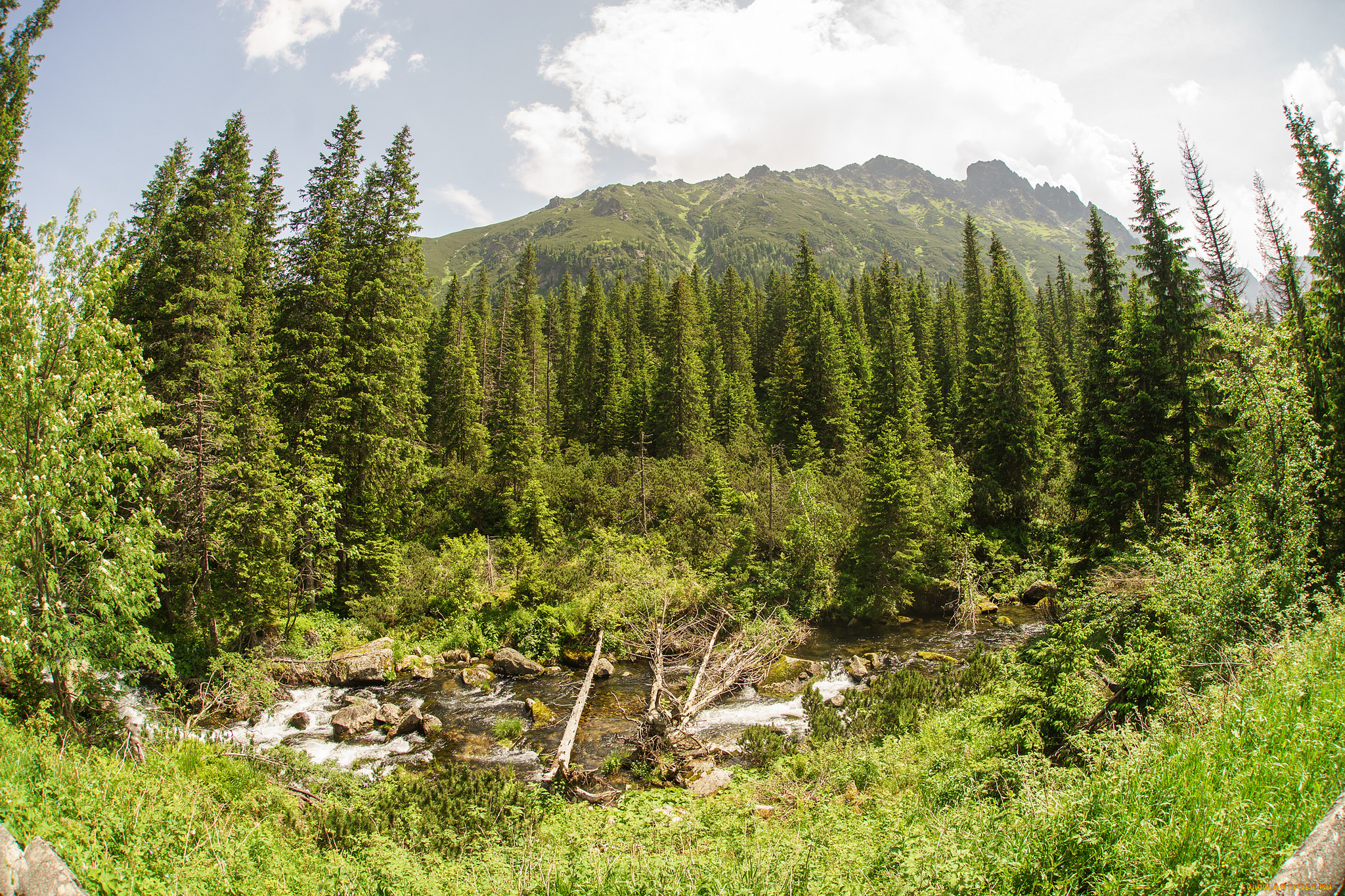 природа, лес, простор