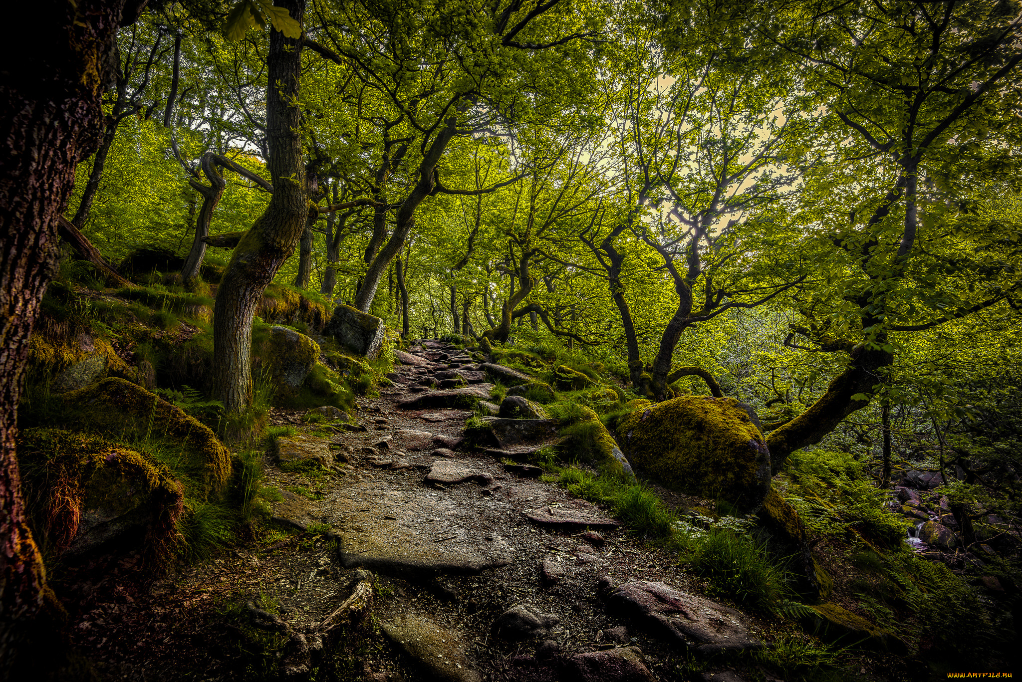 природа, лес, простор