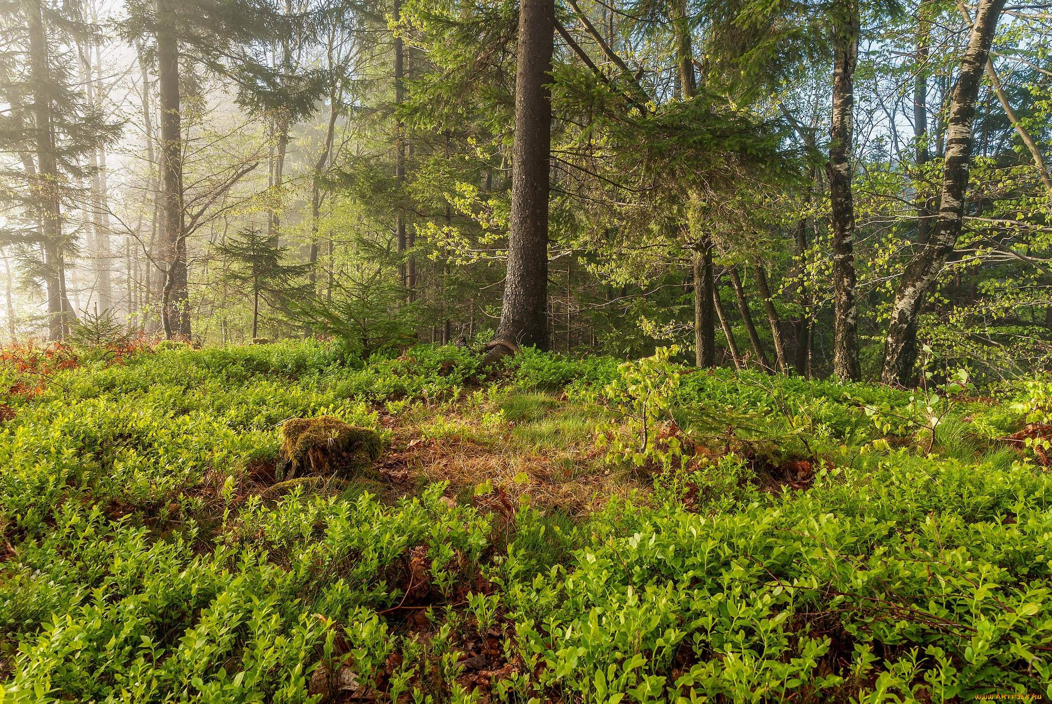 природа, лес, простор