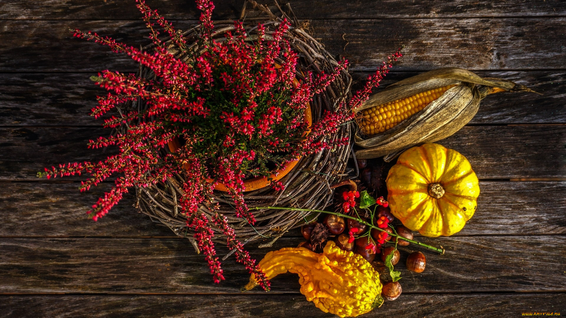 еда, натюрморт, вереск, тыква, кукуруза