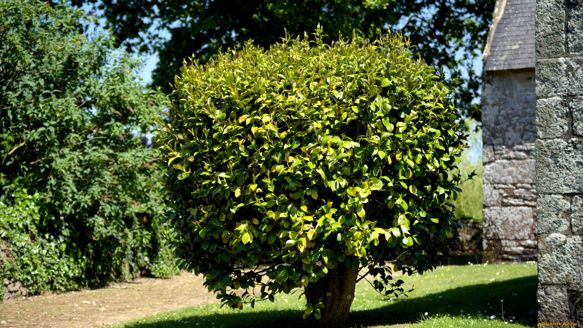 природа, деревья, дерево