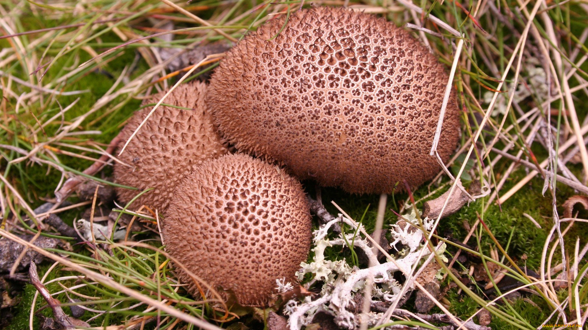 природа, грибы, трио