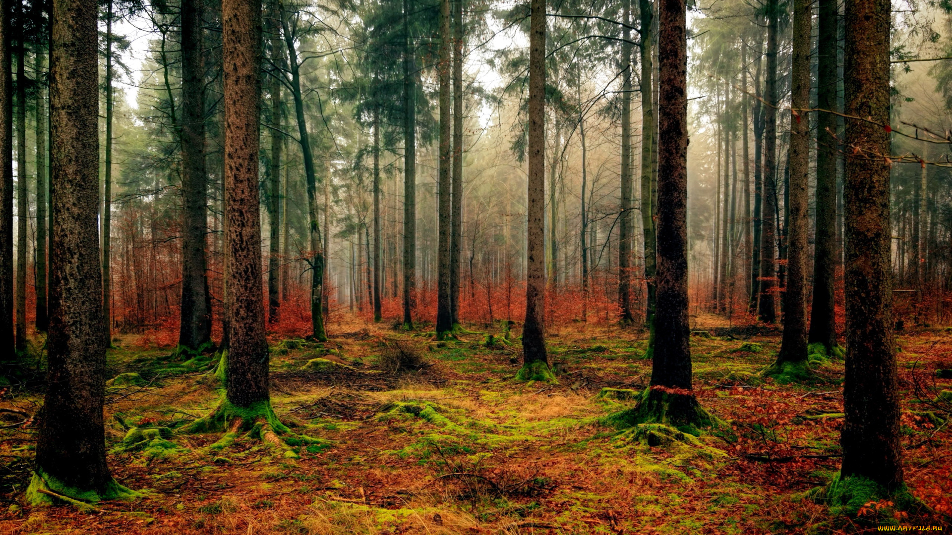 природа, лес, сосны