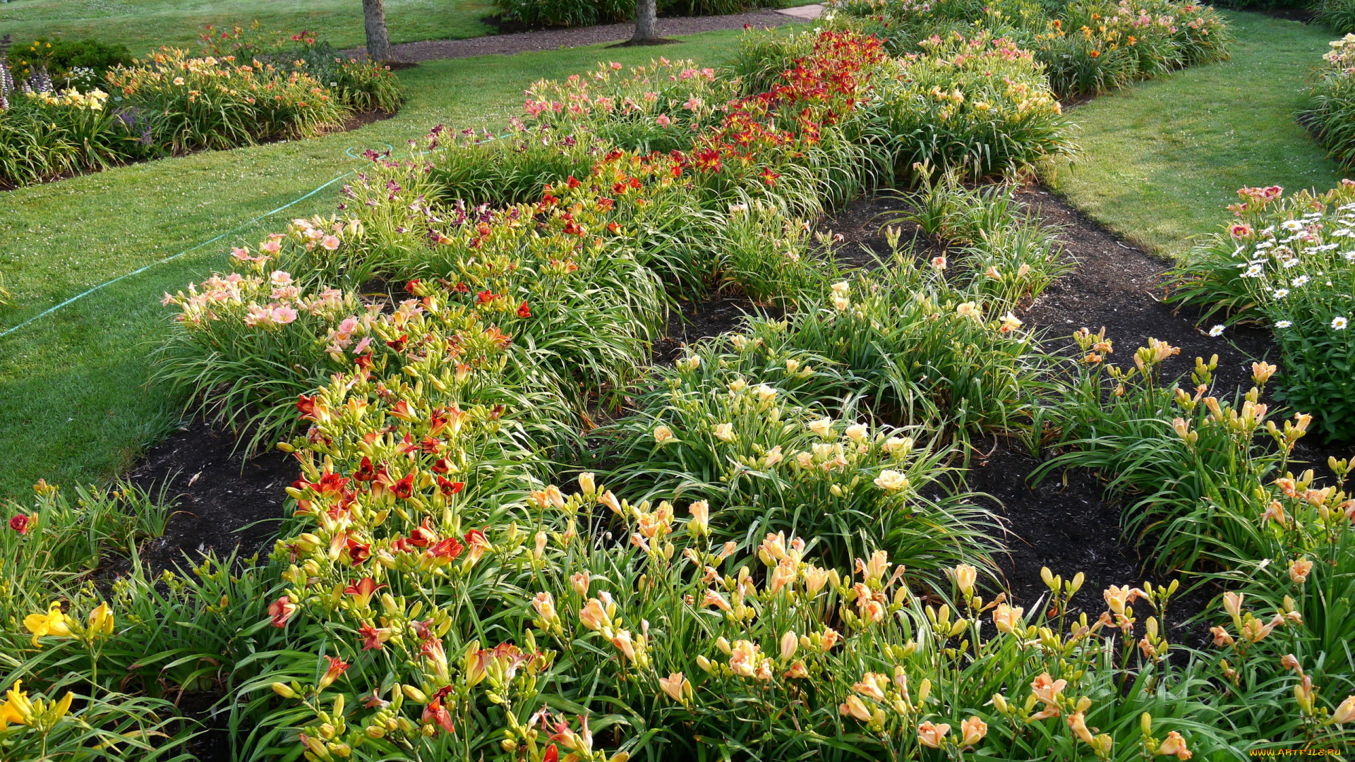 природа, парк, клумбы