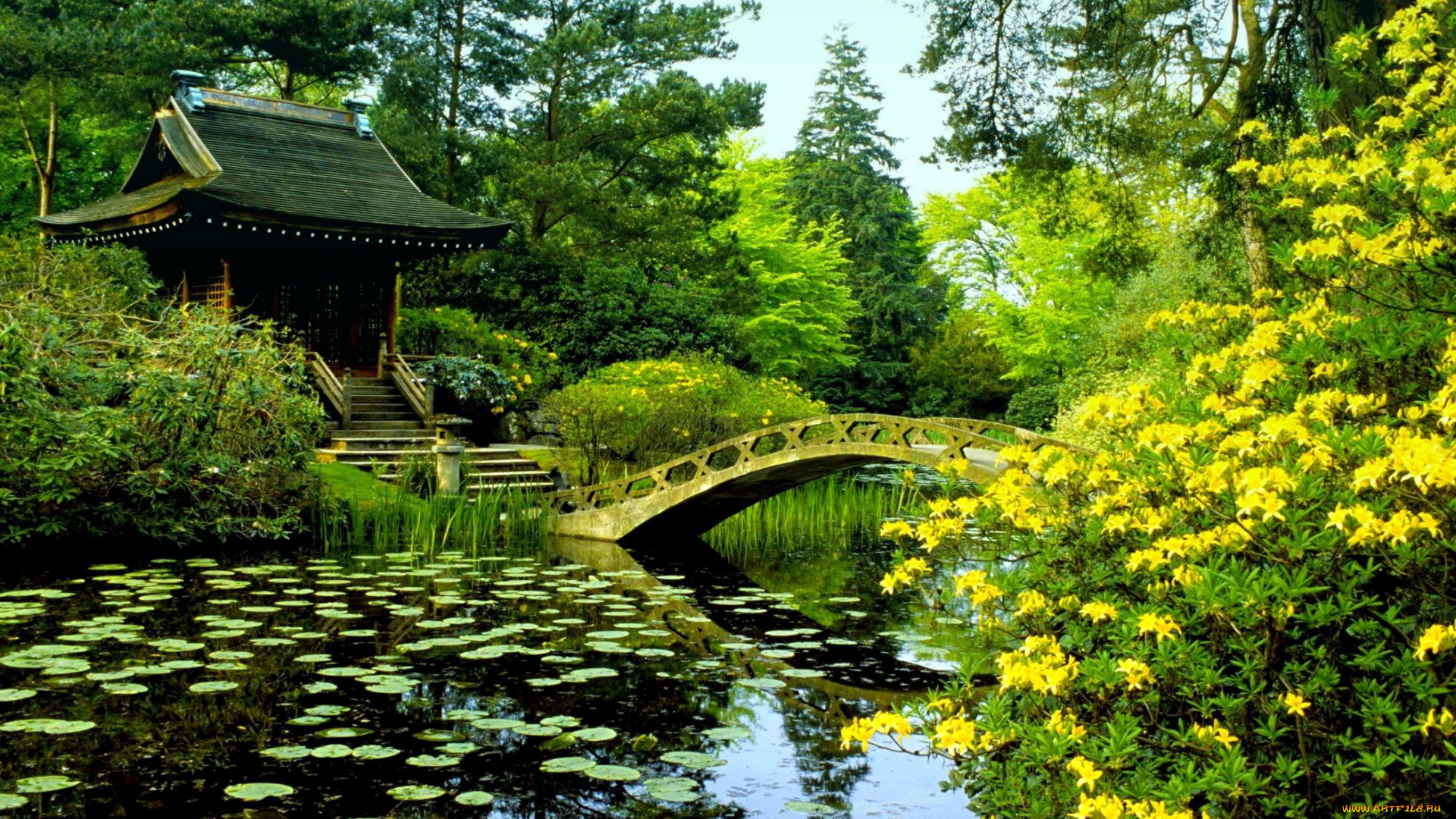 природа, парк, водоем