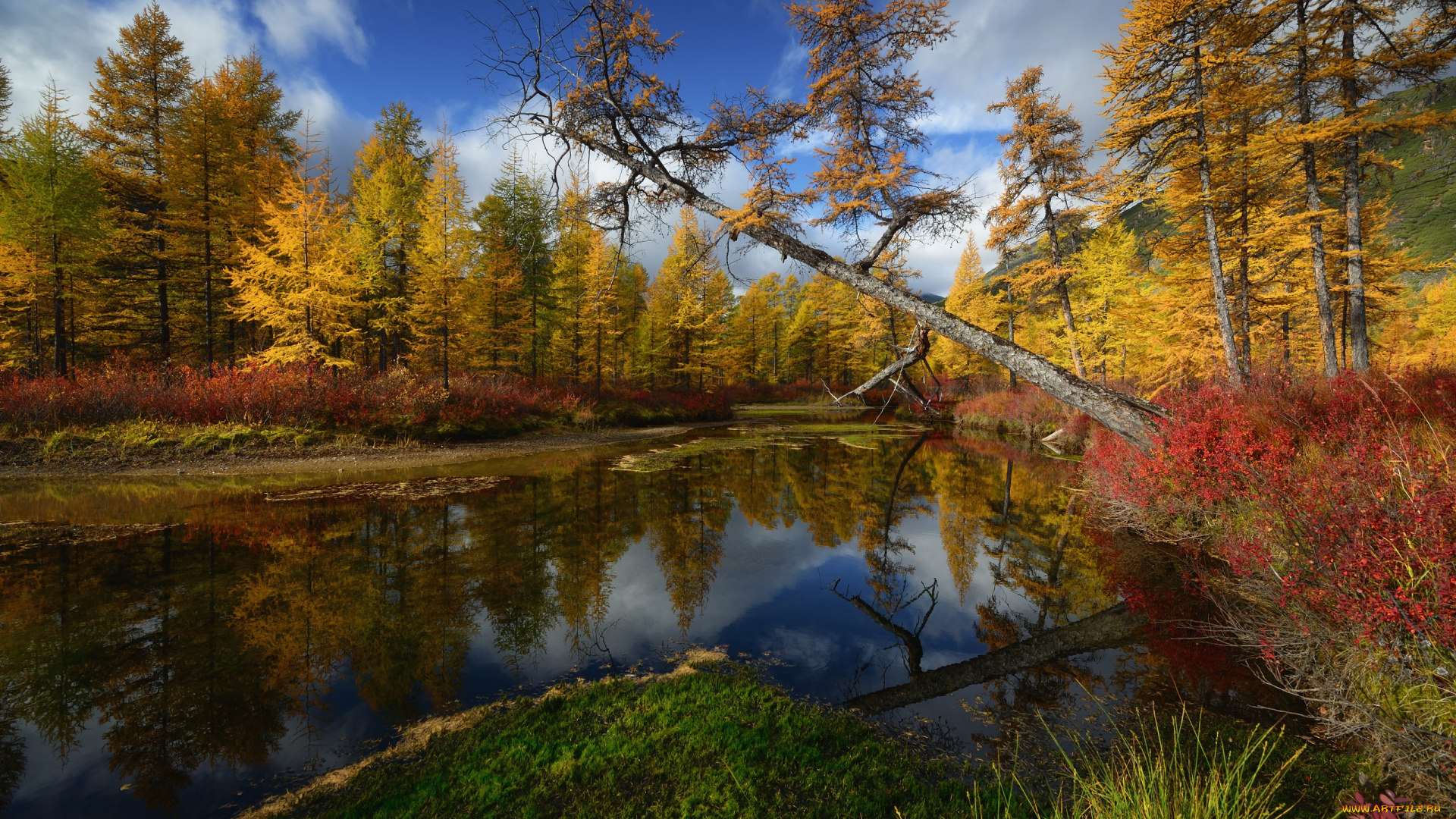 природа, реки, озера, максим, евдокимов, ручей, неведомый, колыма, деревья