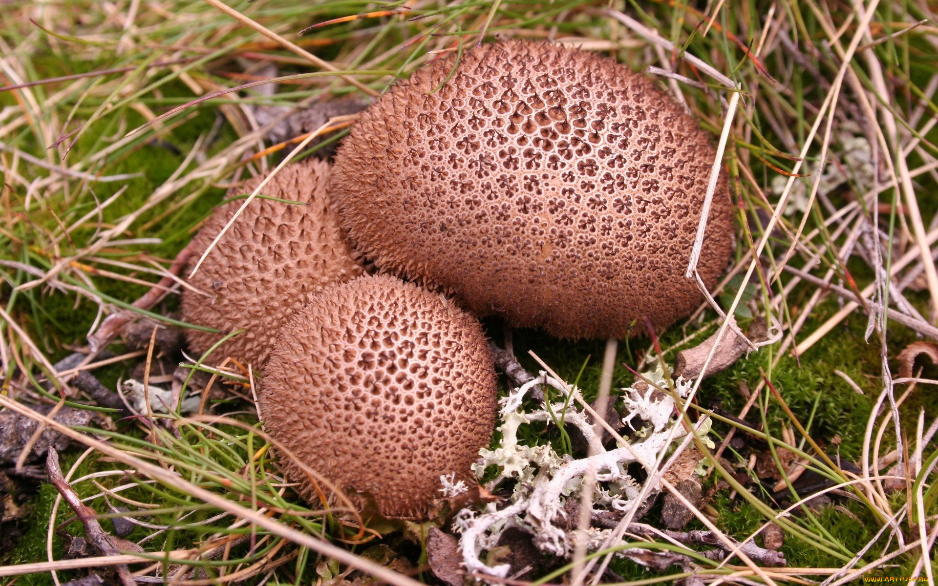 природа, грибы, трио