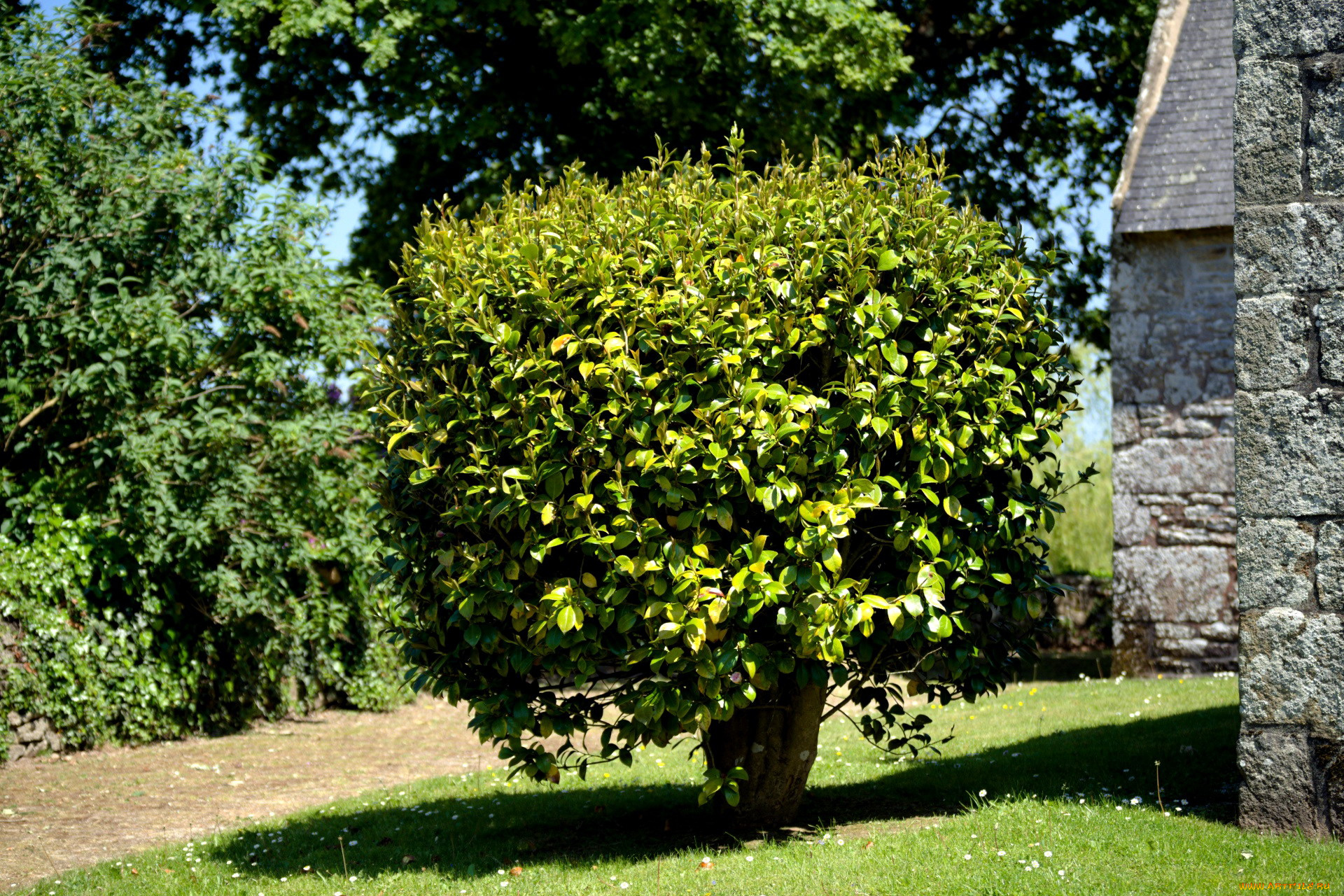 природа, деревья, дерево